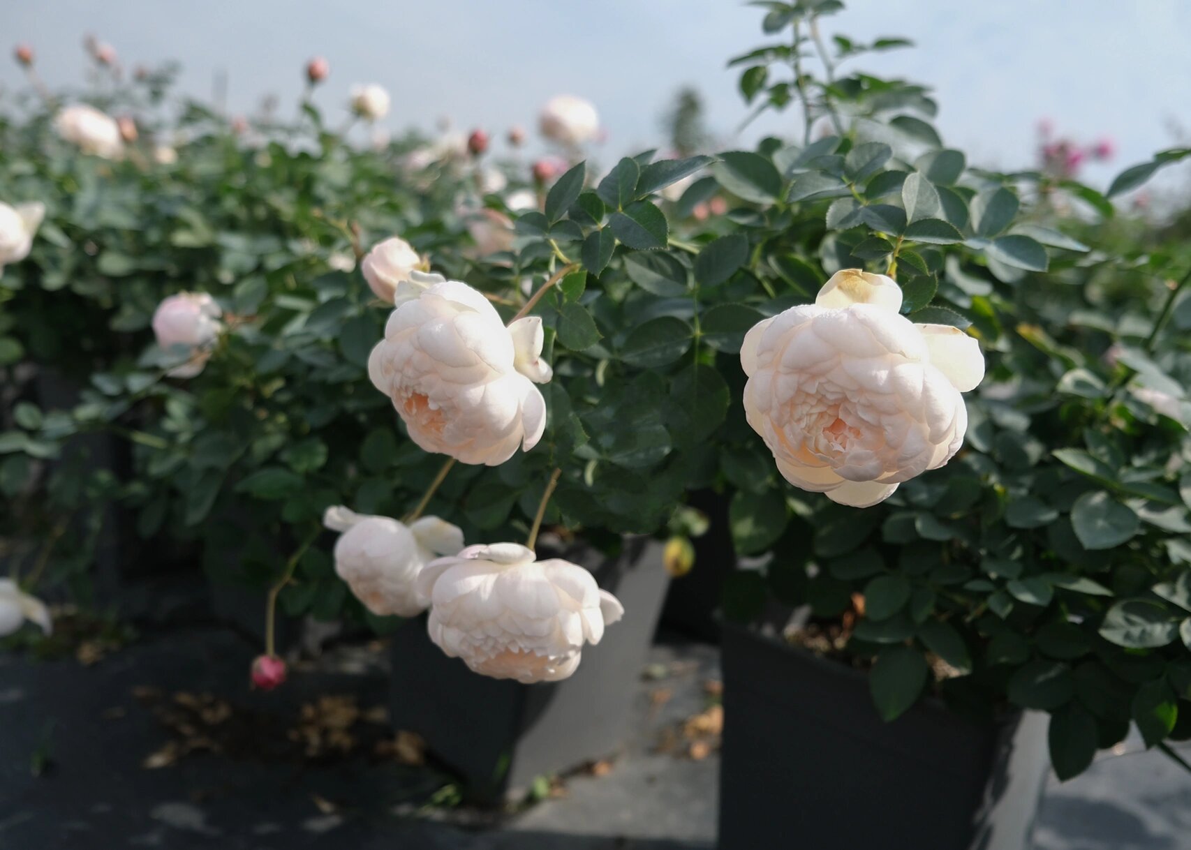 木村卓功月季5661536615:小兔子 小兔子 ラパン lapin 白色到