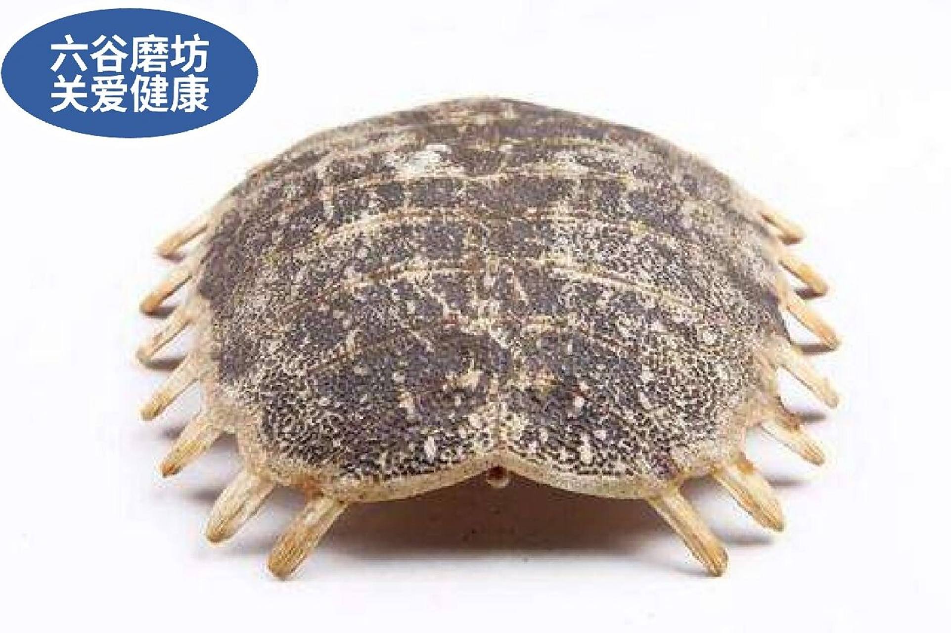 鳖甲的功效与作用 滋阴潜阳,软坚散结,退热除蒸 鳖甲为鳖科动物鳖的背