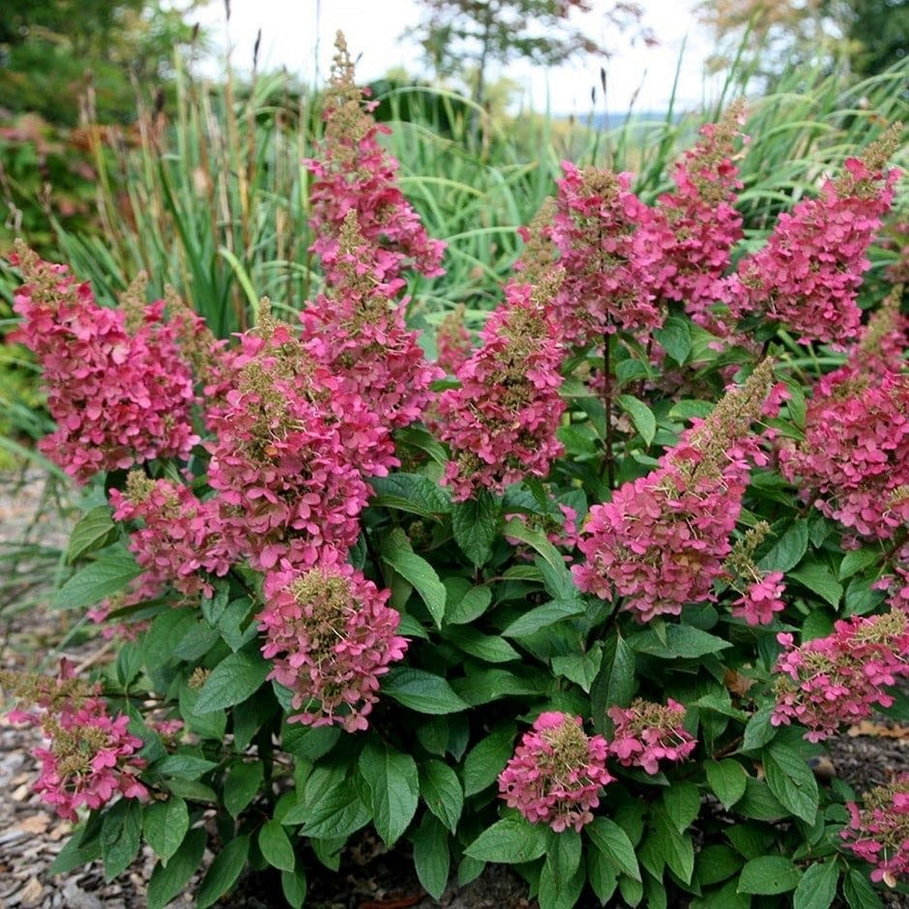 栎叶绣球"红宝石拖鞋" 变色品种栎叶绣球"红宝石拖鞋" 拥有硕大的花序