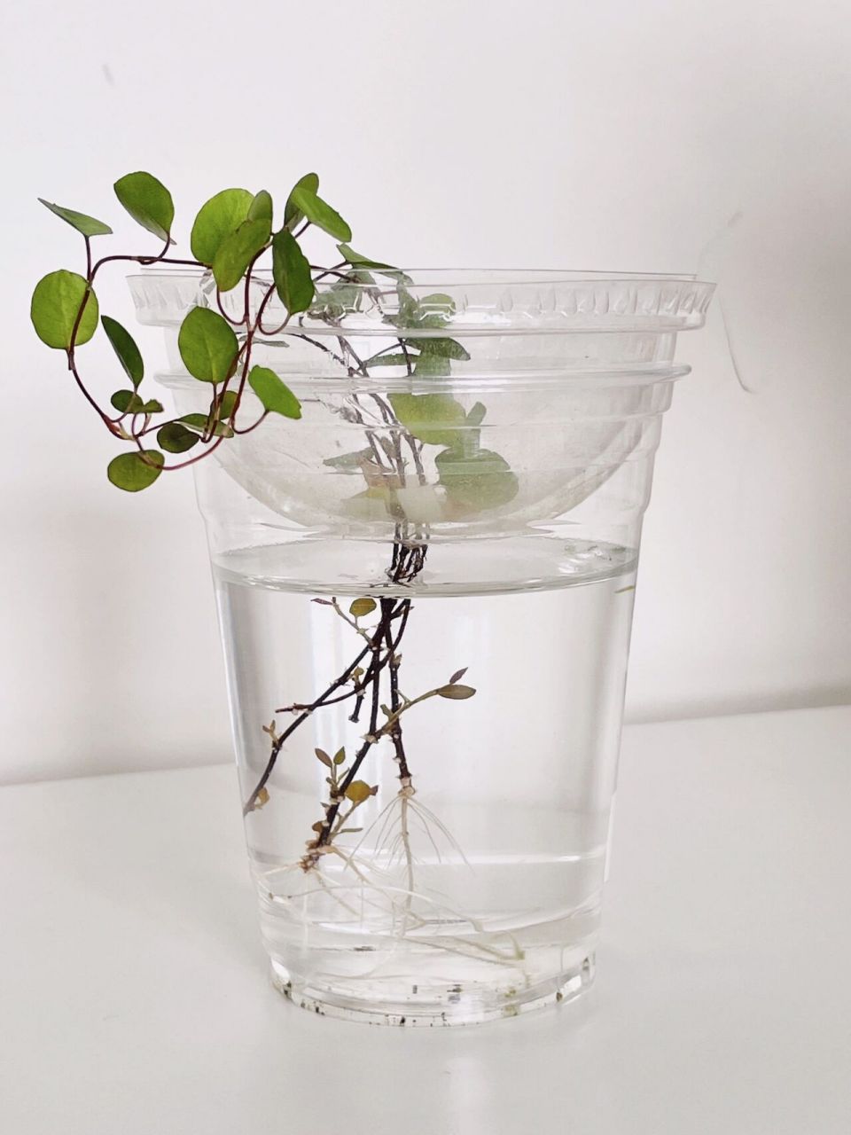 tips|千叶吊兰水培技巧 这个技巧适用于所有可以水培的植物 只要做对