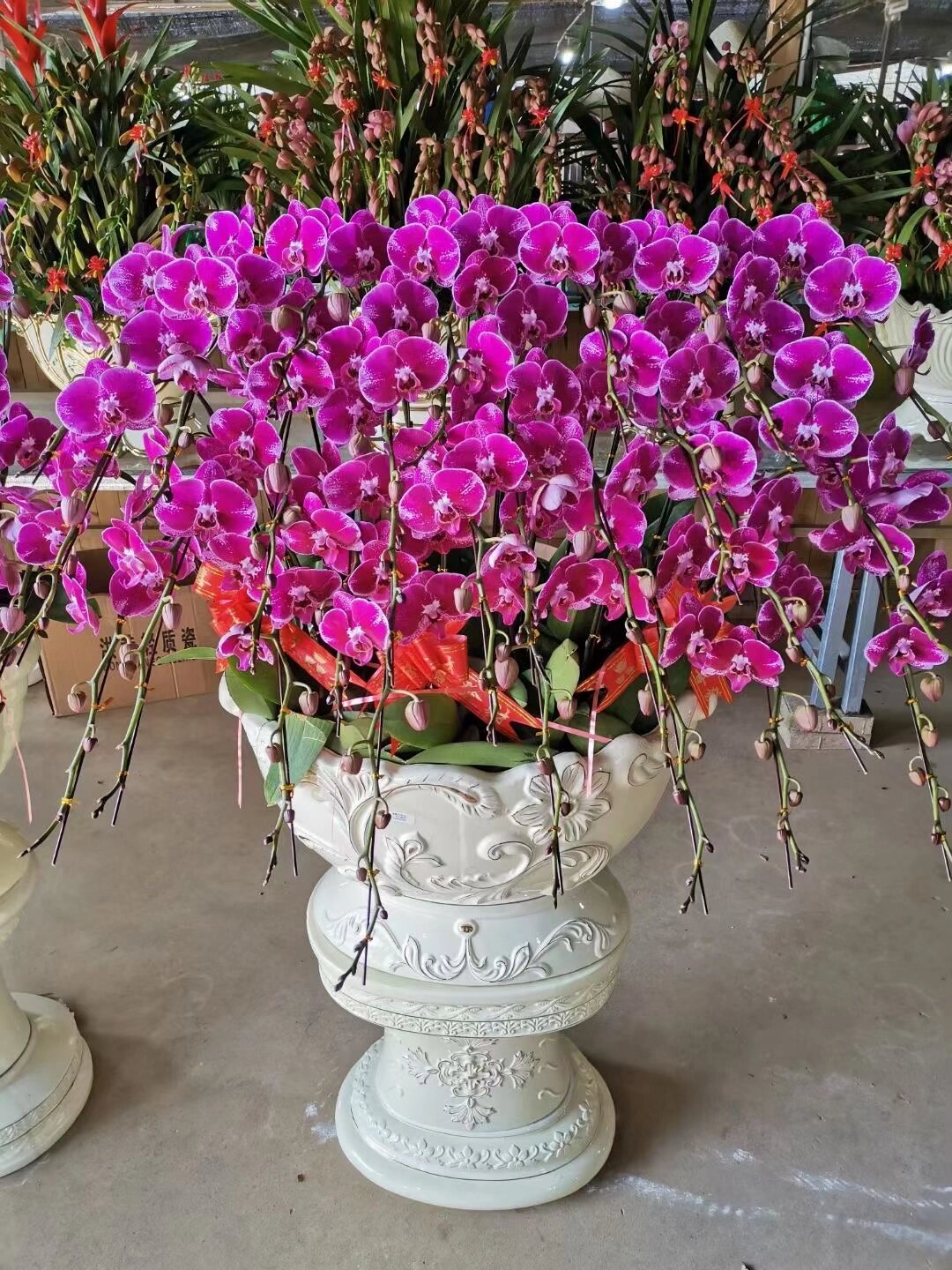 蝴蝶兰 养殖方法和注意事项?分享你的经验