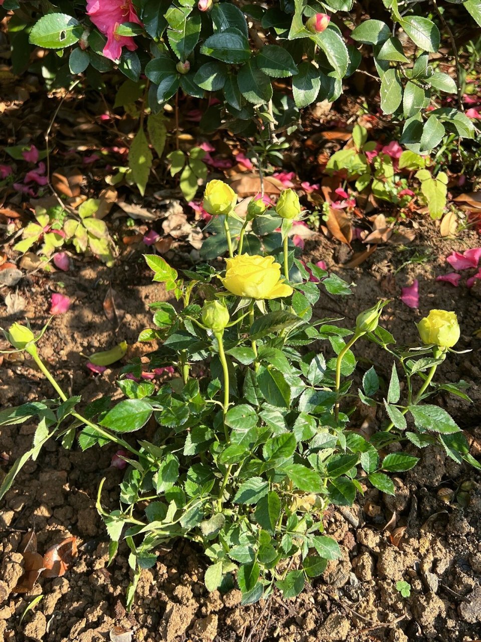 月季 - 绿星 黄绿色的月季 是中小花型 花苞是绿色的 开花后中心就是