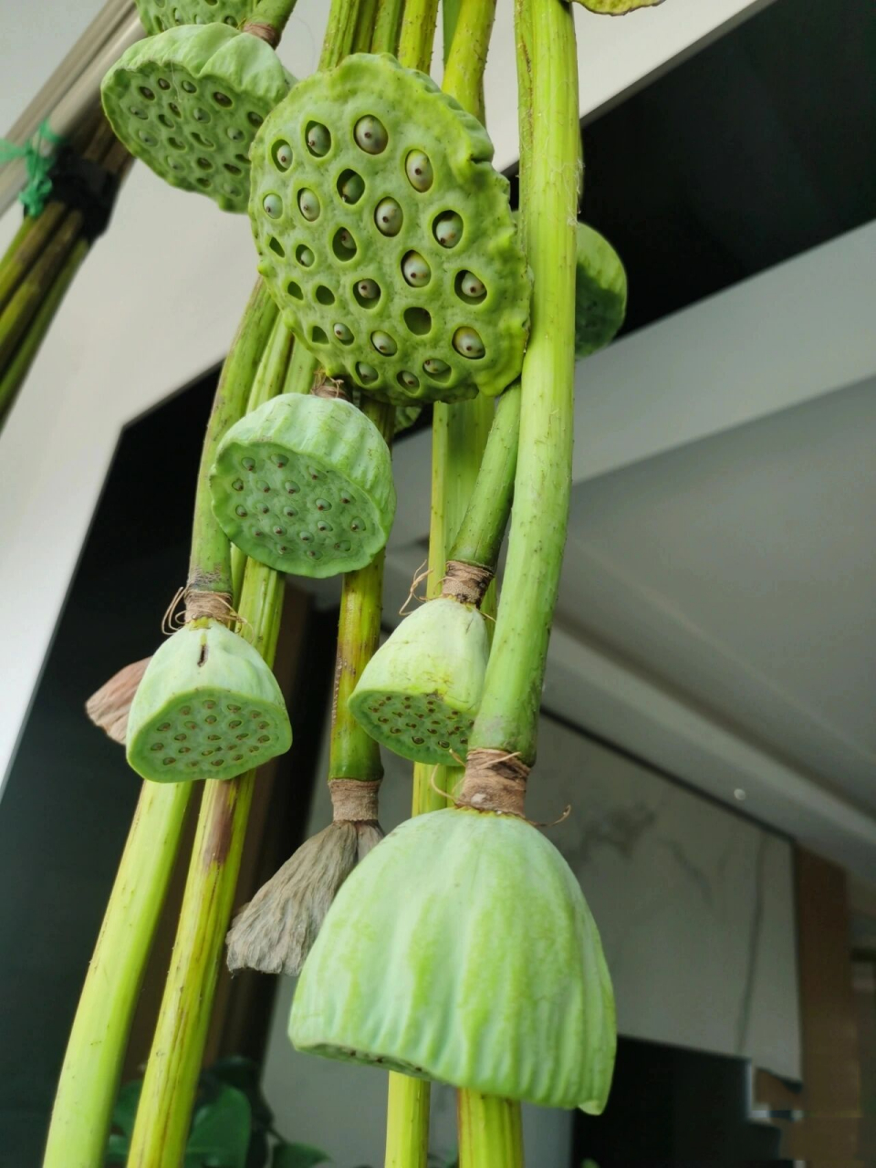 四年级语文观察日记,小莲蓬成长日记 暑假的时候带孩子去玩了一次皮