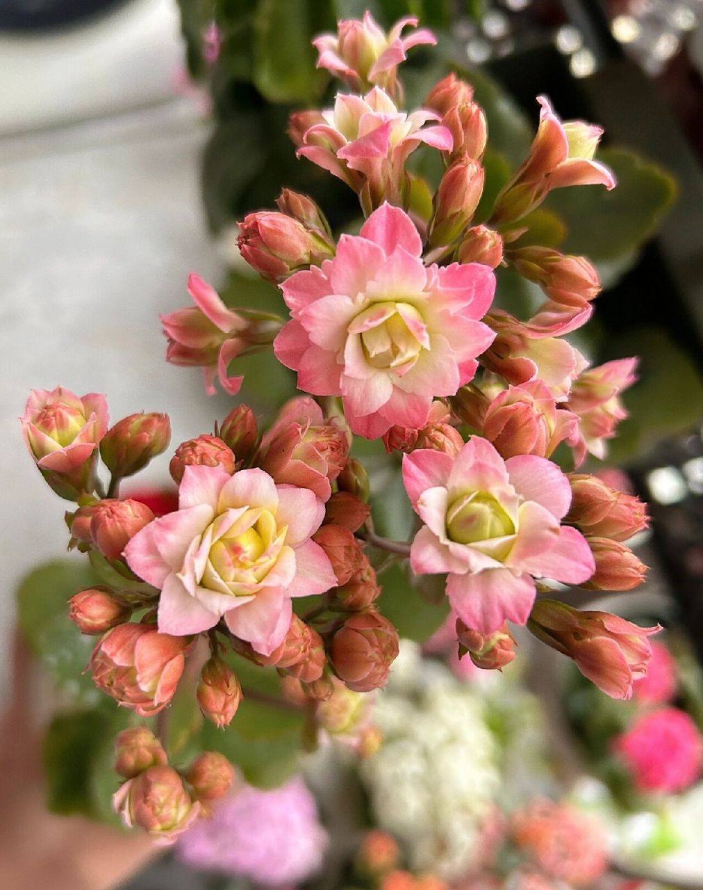 绿植成长日记day13丨长寿花推荐:切花橘粉 推荐一款好养又好看的长寿