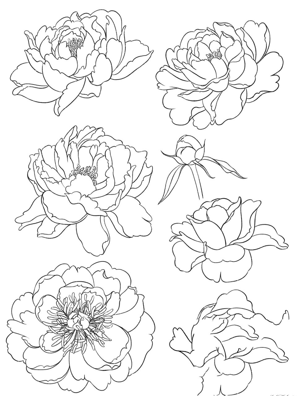 速写|花卉17 牡丹