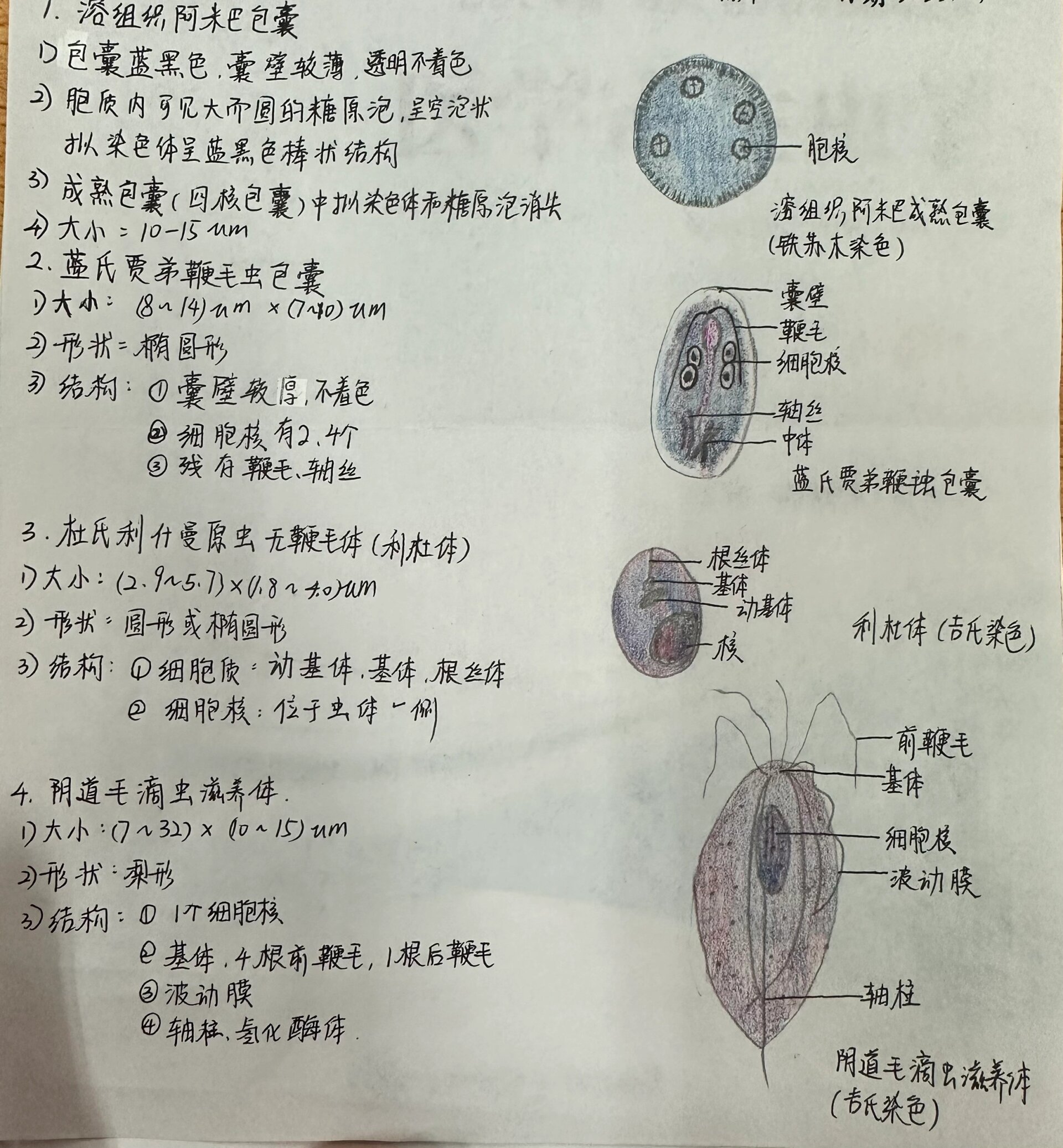 旋毛虫幼虫囊包绘图图片