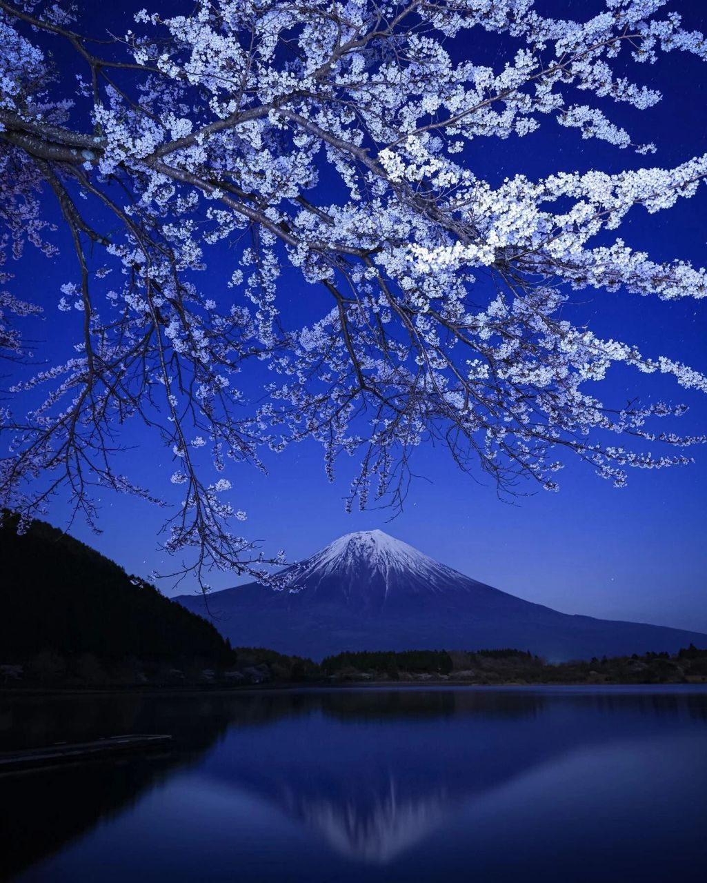 富士山下的樱花夜景图片