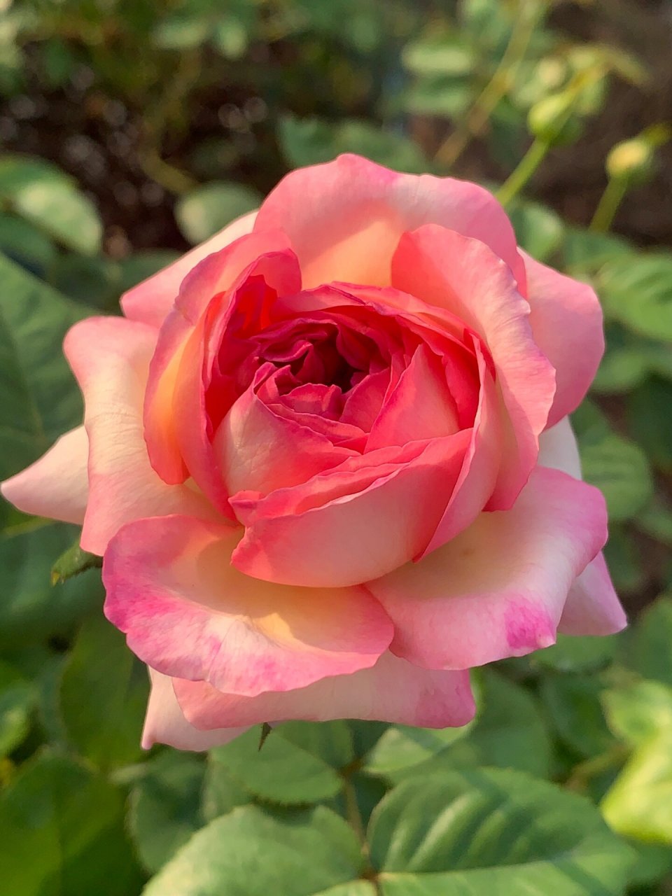 冷门破晓月季真的很优秀 耐热耐晒耐雨,花大又香,可藤可灌,丰花勤花.