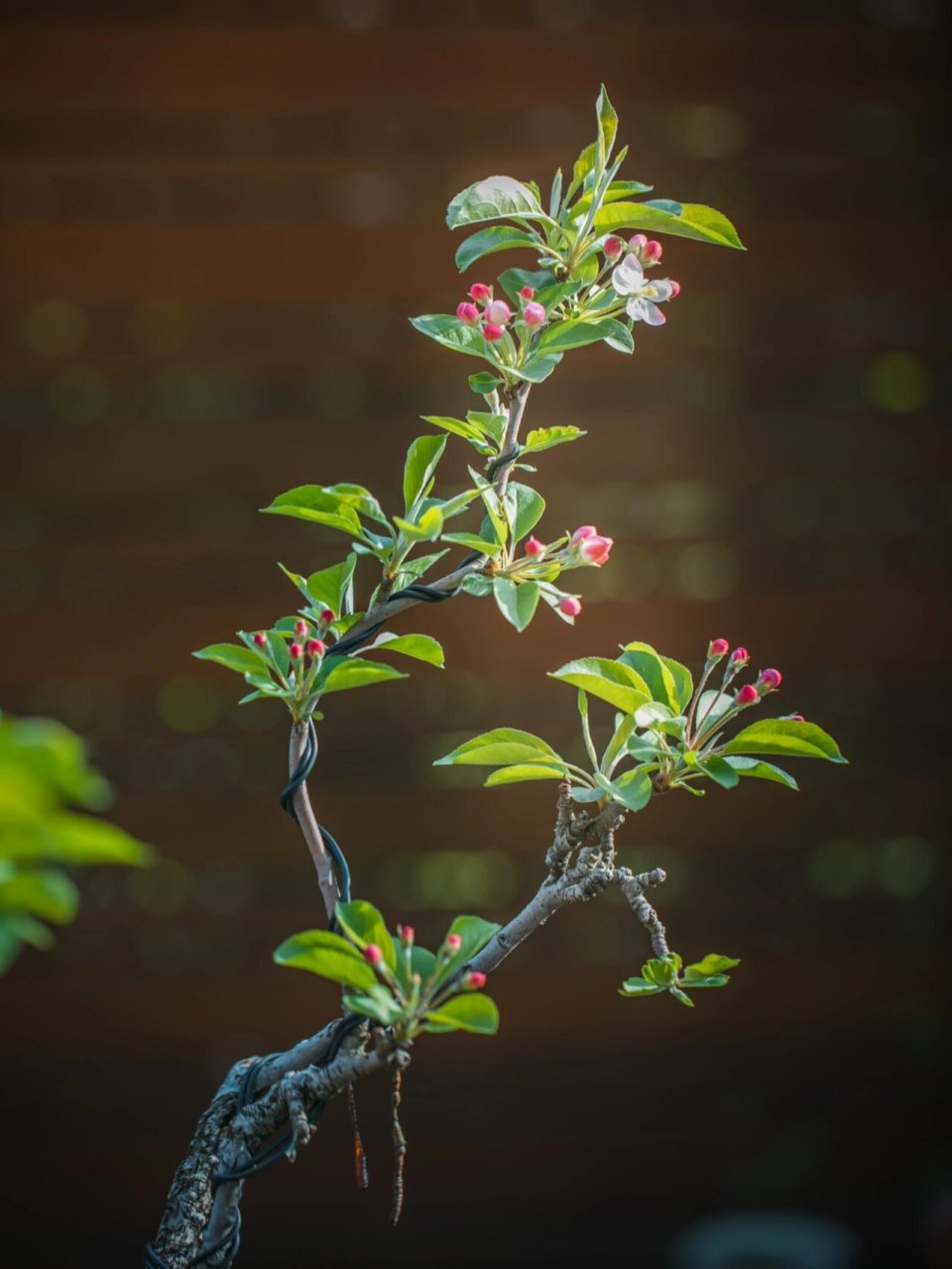深山海棠古桩,老树下冒出的精灵 阳光乍现在阴雨连绵的缝隙中,粗糙的