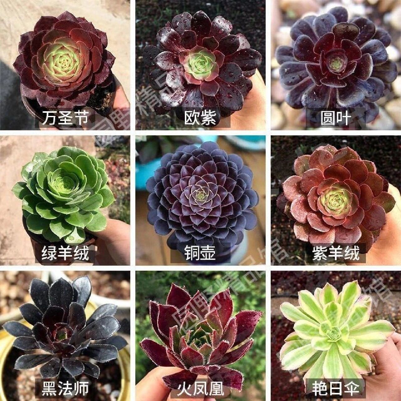 多肉植物法师系列 法师种类分为:众赞曲,普通黑法师,黑法师原始种,墨