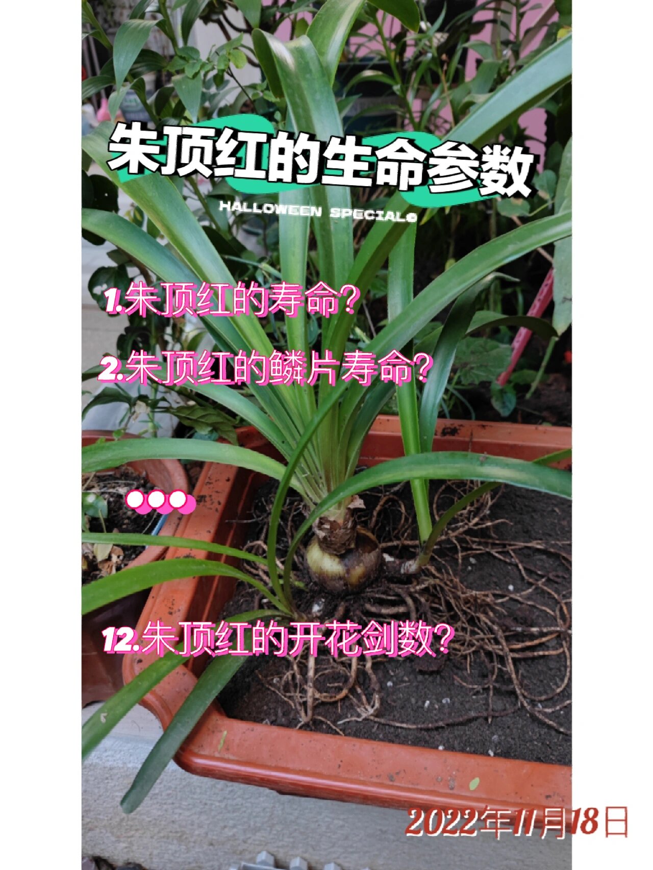 5年 朱顶红的花芽寿命?