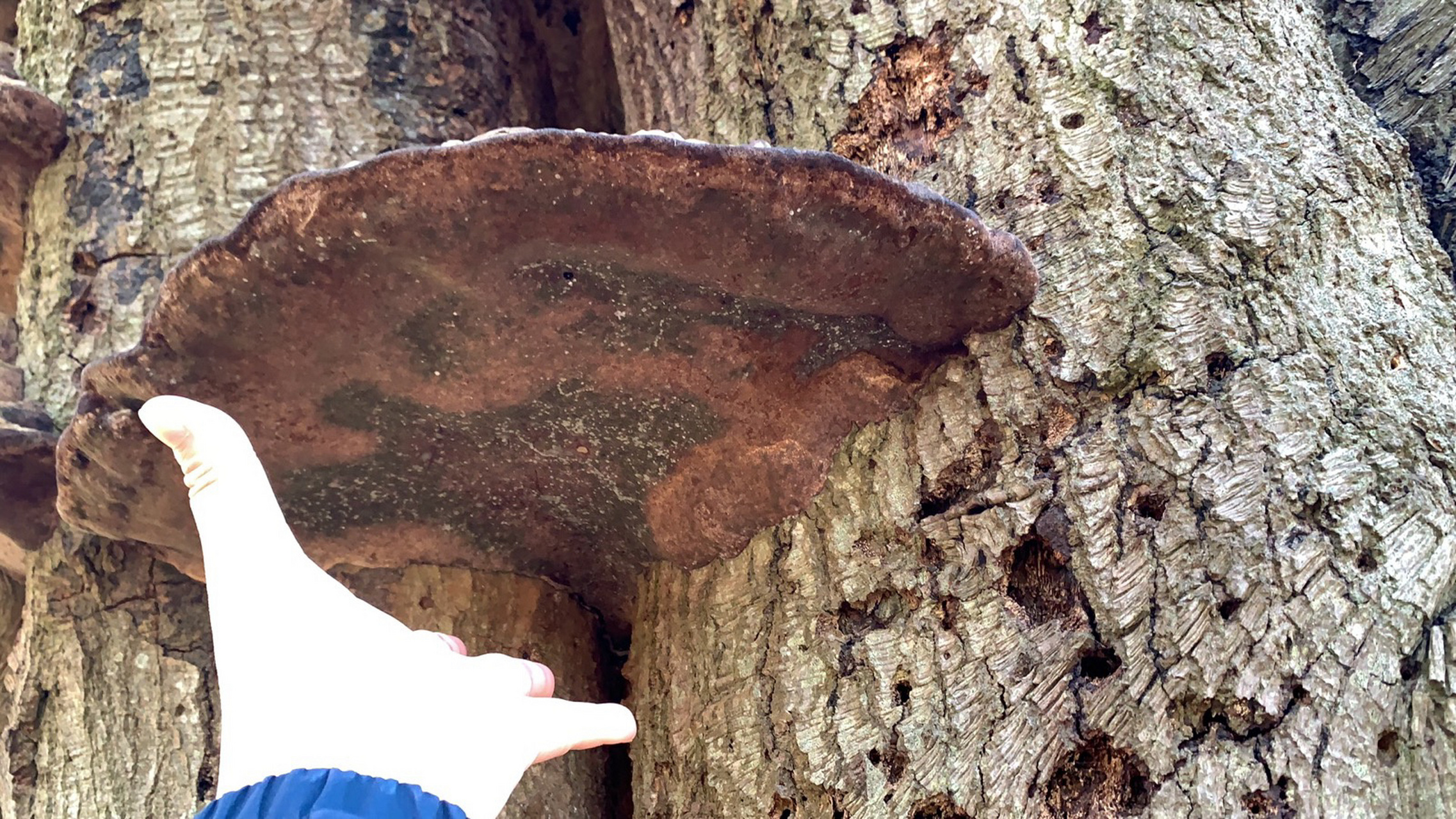有人知道这个是树舌灵芝吗 今天去爬山看到好多长着这个好像灵芝查了