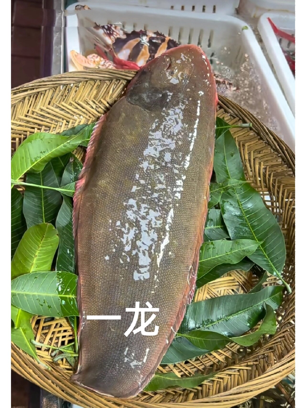 龙舌鱼野生和养殖你会分吗