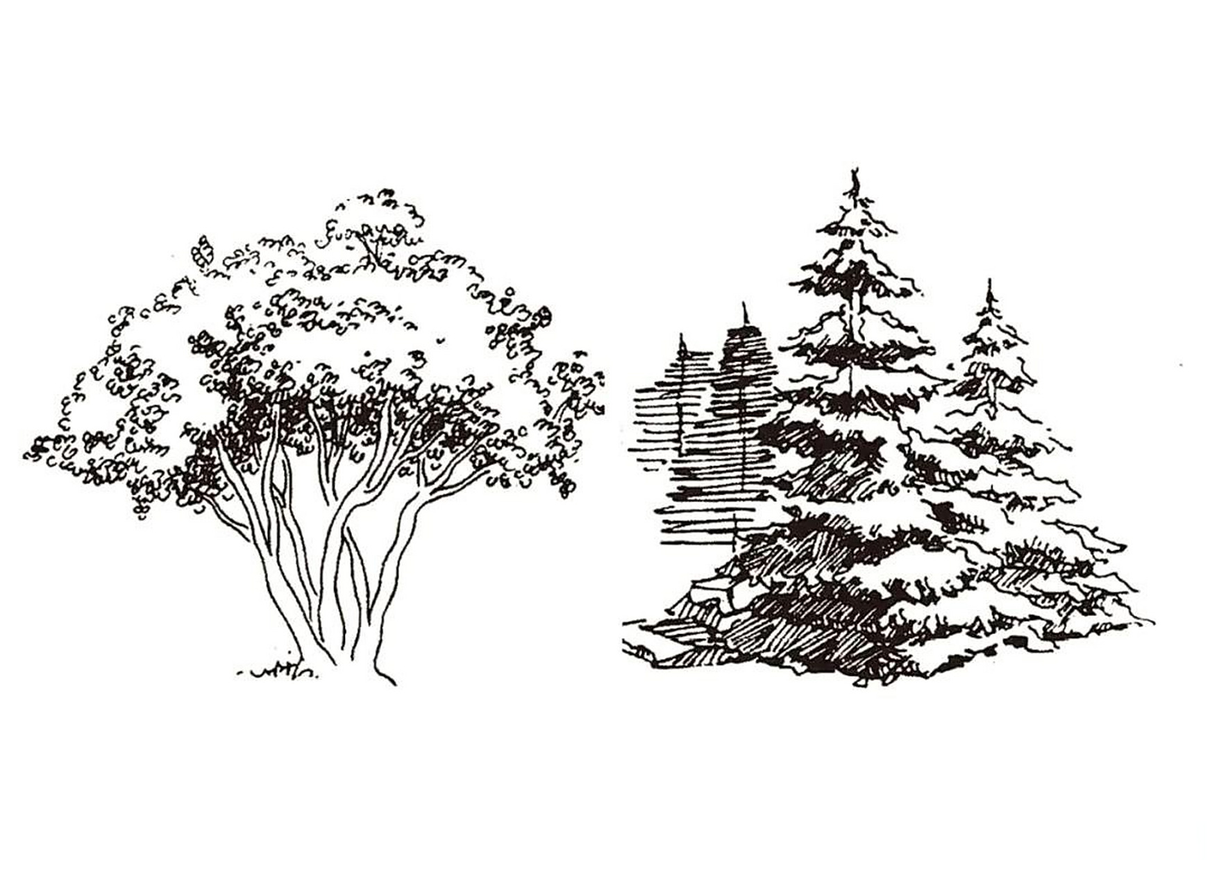 风景速写中树的画法,风景画中的黑白灰不同于素描的