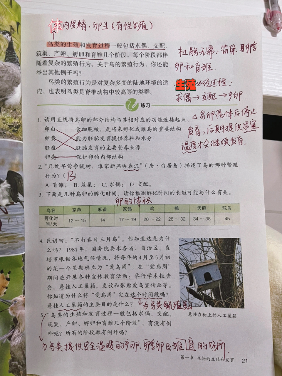 《鸟的生殖和发育》人教版八下生物课本笔记 人教版生物|八年级下册