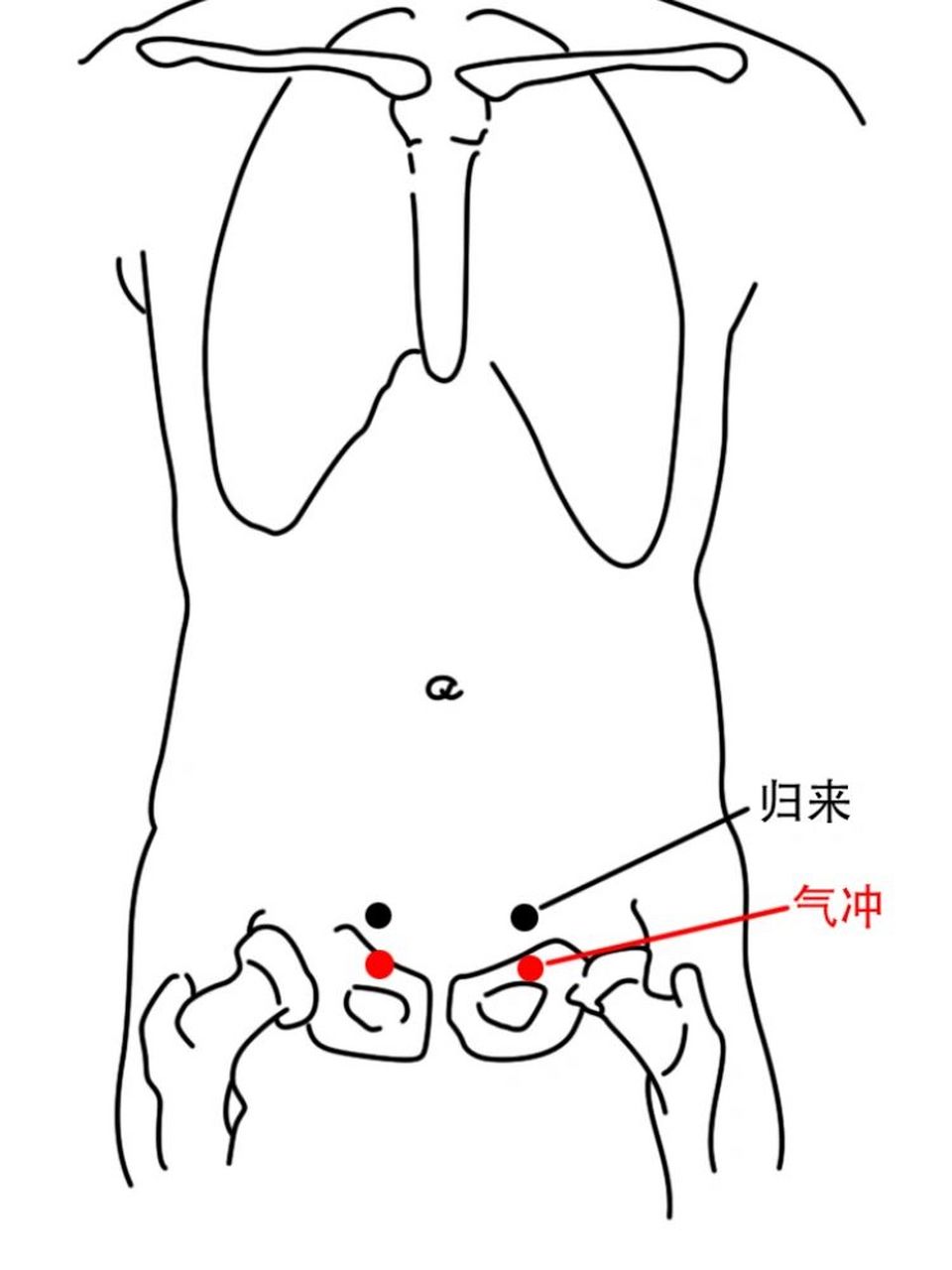 宗筋的正确位置图片图片