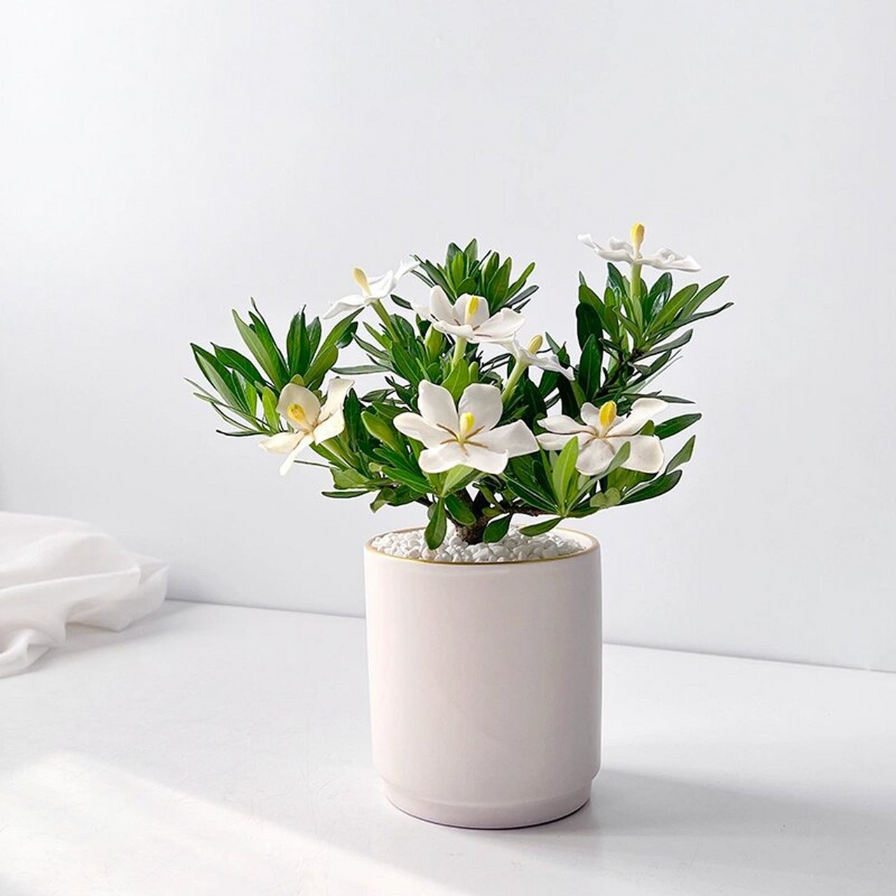 小叶栀子花|家居情绪解压盆栽 栀子花,树形优美,花朵清新自然,花香