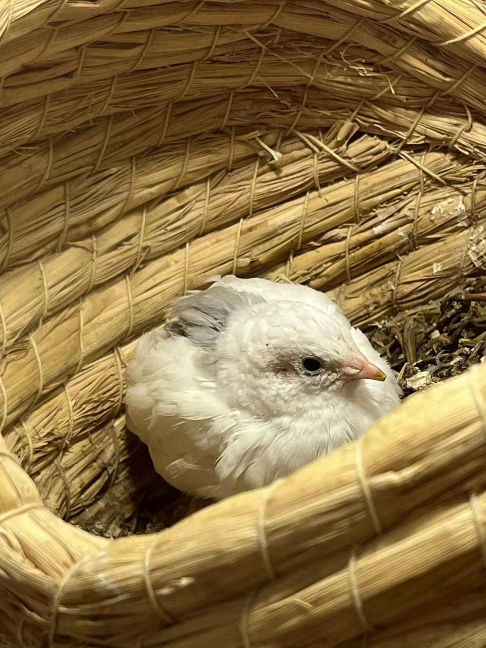 按照图片看看你家小鸡属于哪个品种