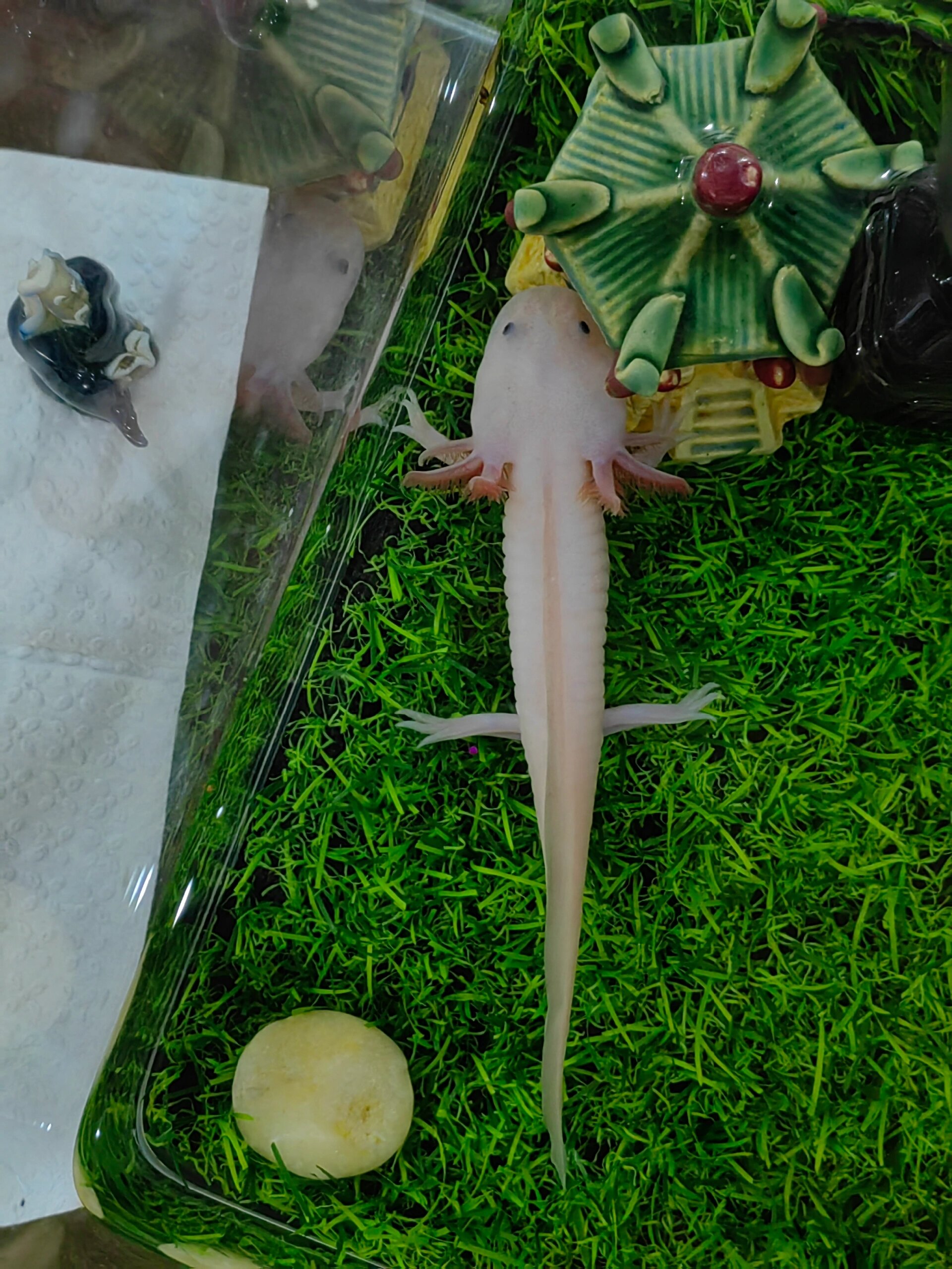 求教新手养美西螈,刚买的