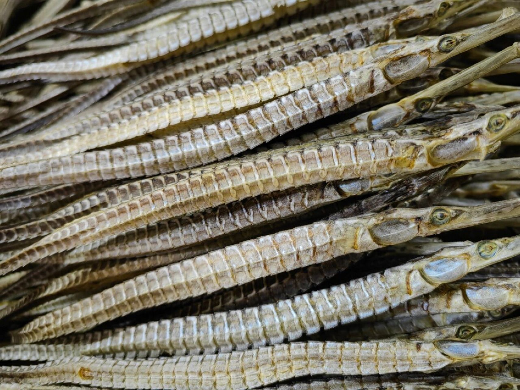 74六角海龙220头-420￥/斤 74六角海龙 220头-420￥/斤 上天真龙