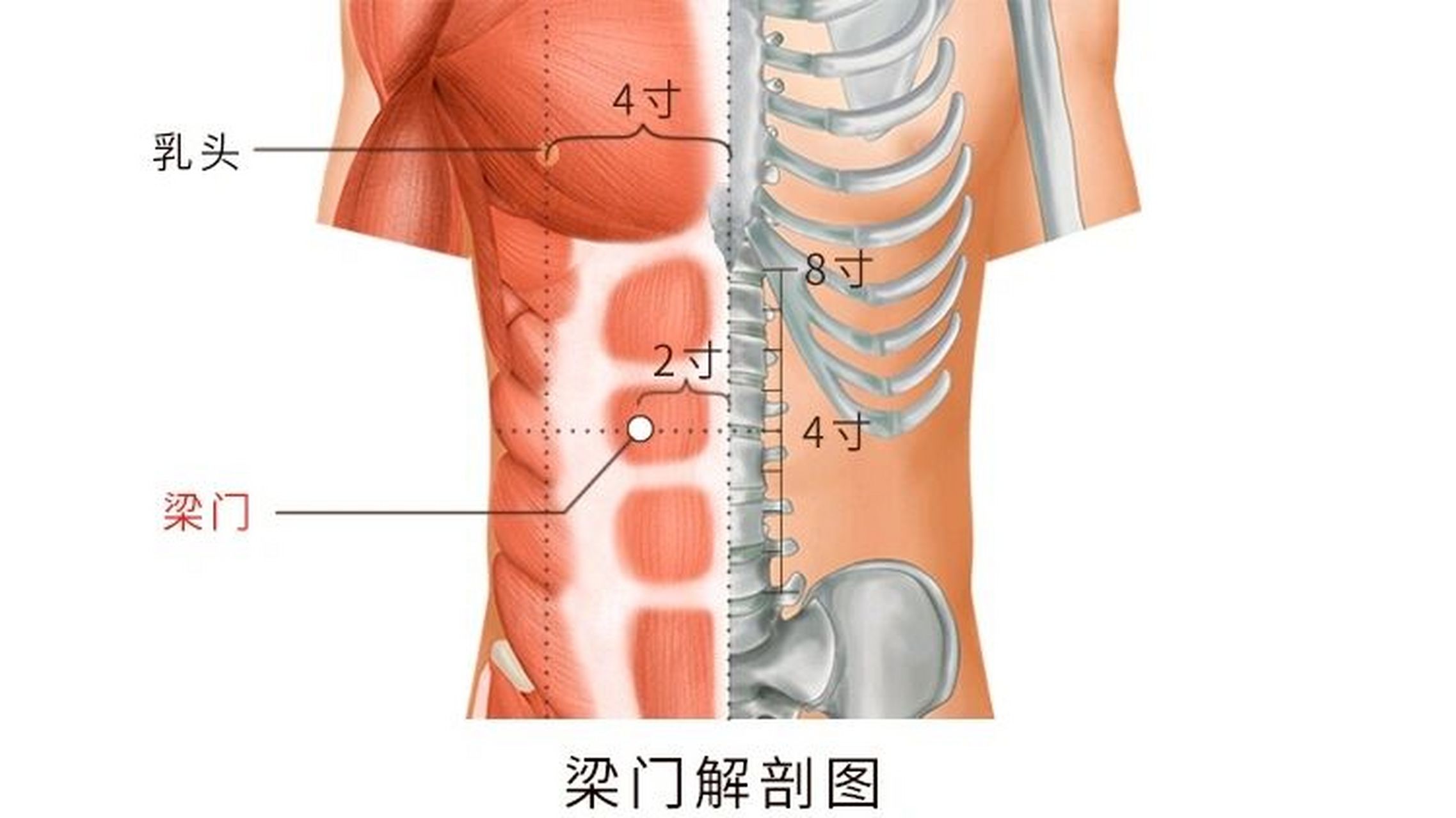 【主治】胃痛,呕吐,食欲不振,腹胀,泄泻.