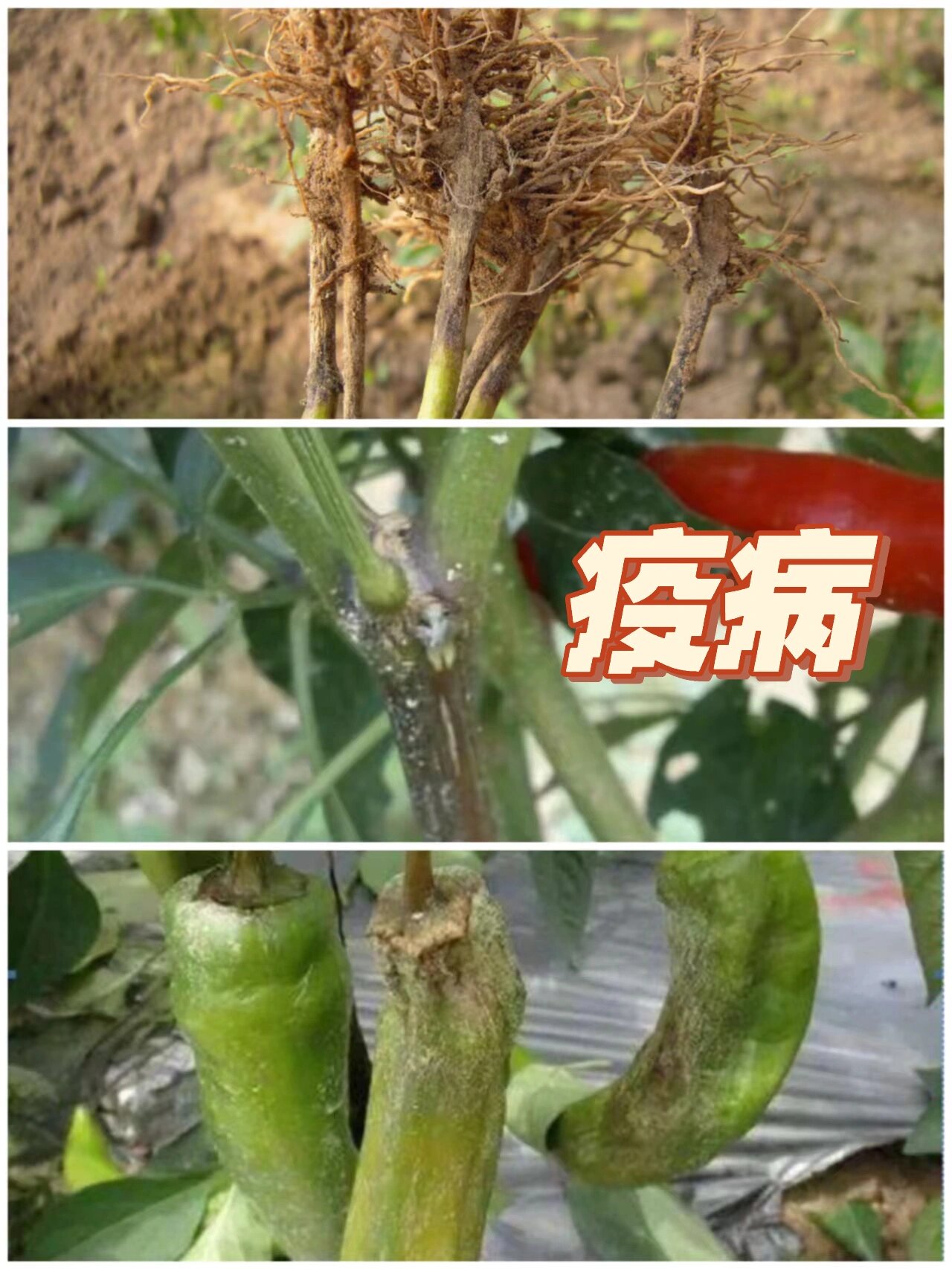 辣椒常见病害及防治方法(上) 8715辣椒生产上常因病虫害而造成