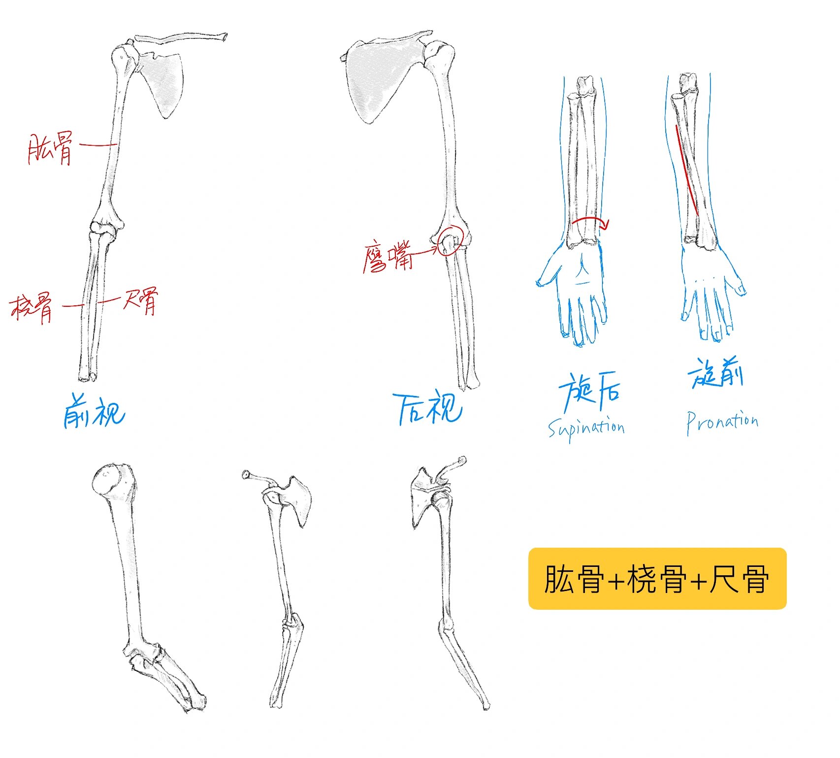 尺骨桡骨解剖图手绘图图片