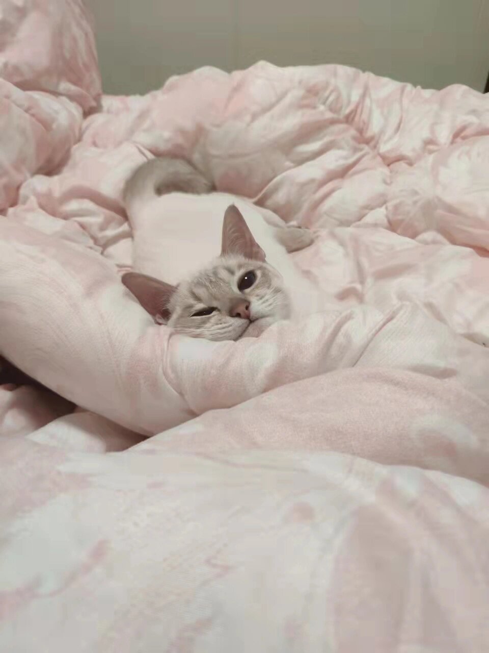 淡紫虎斑暹罗猫mm