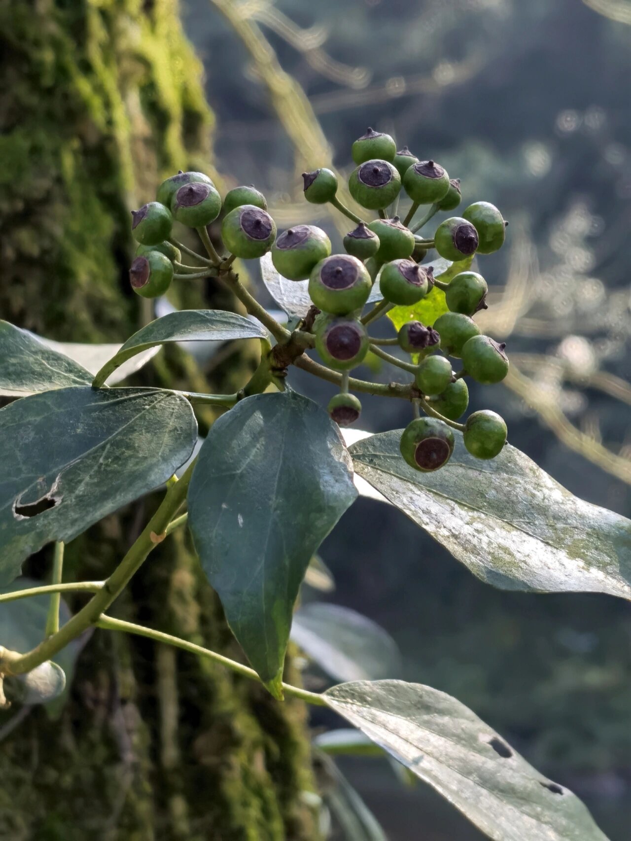 常春藤都见过,见过它的花果吗?
