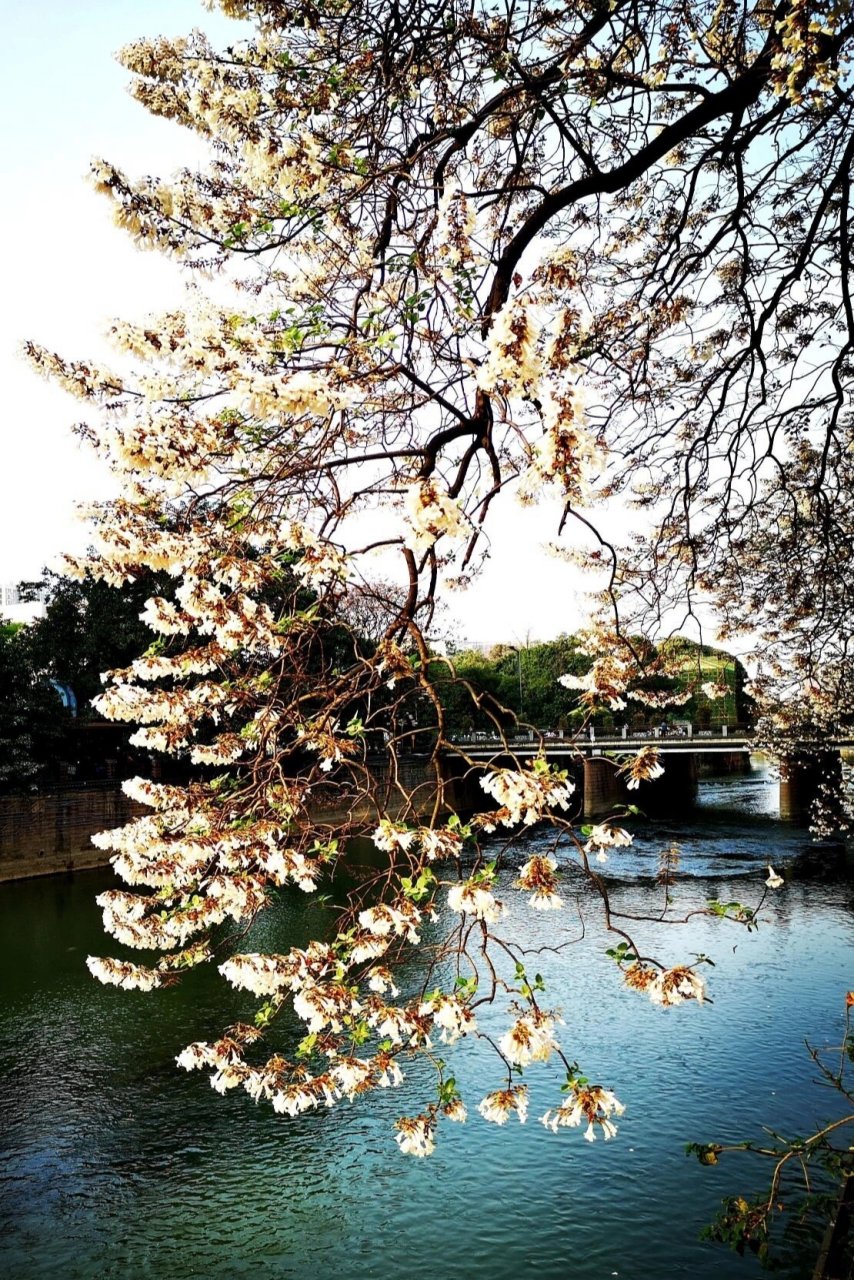 每日植物-泡桐,梧桐还是法国梧桐?