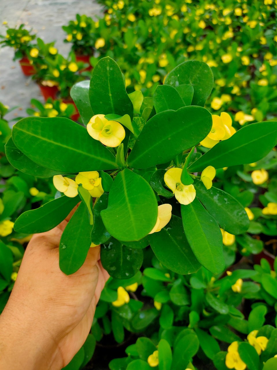 黄花虎刺梅,自动长成花球 黄花虎刺梅,美丽自动成花球 98 黄色中花