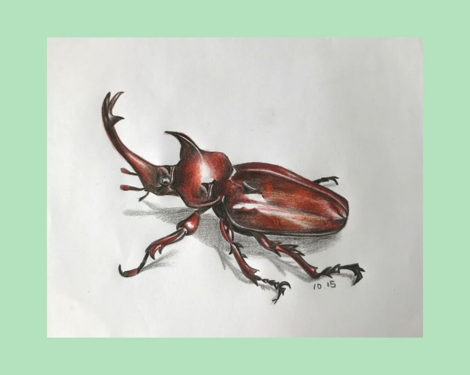 彩铅写生——独角仙 今天才知道原来独角仙就是屎壳郎