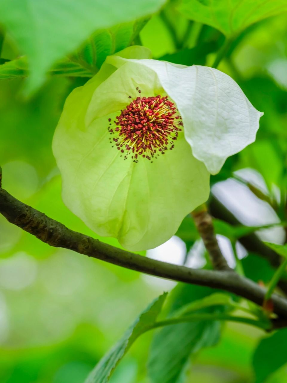 杭州植物园春末尽的花草树木(二),本期图片的花草主角分别是:"鸽子花"
