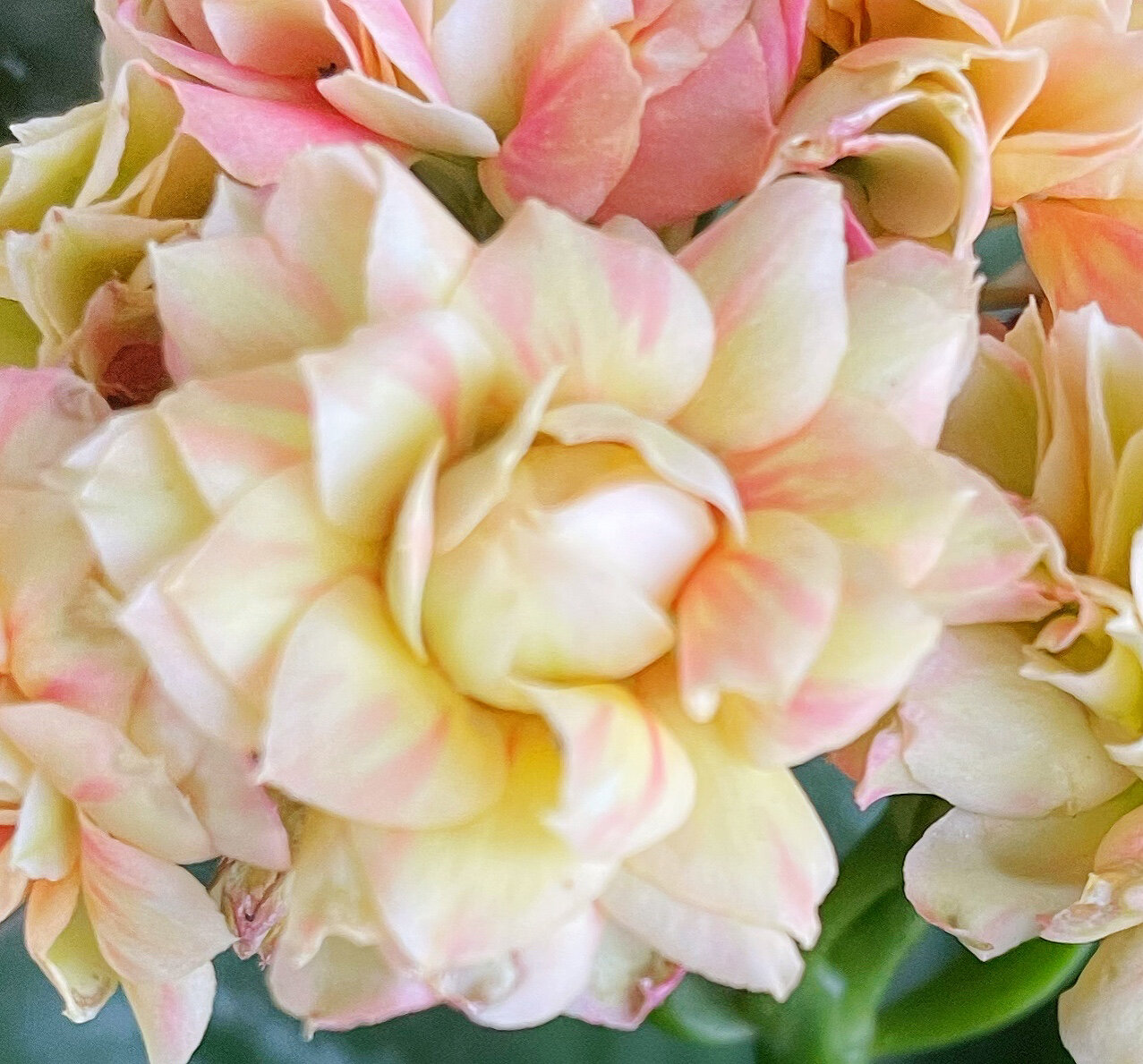 长寿花朝霞,又叫摩尔 花全开时颜色与淡妆互补,嫩黄色的花瓣上面有