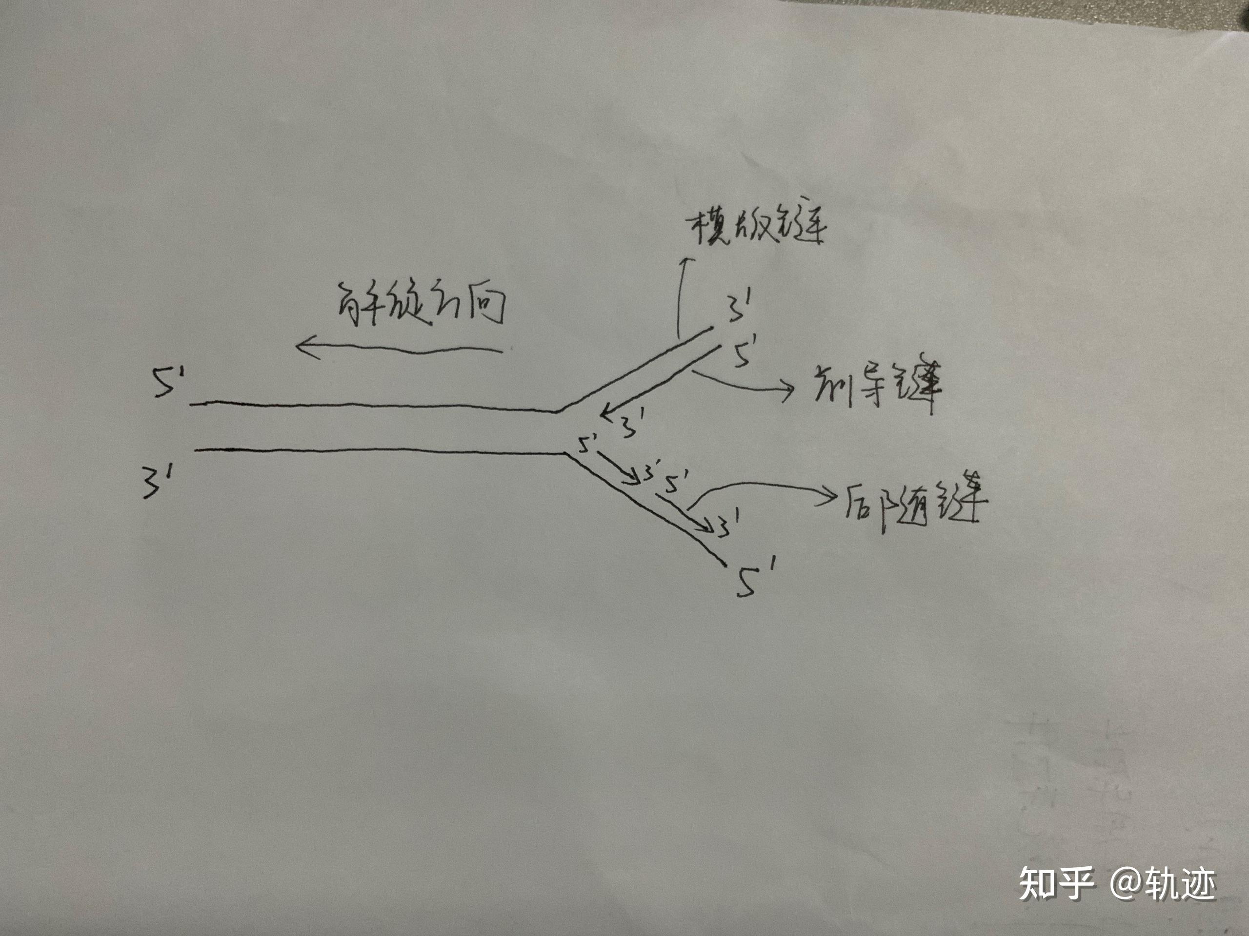 dna半保留复制计算图解图片