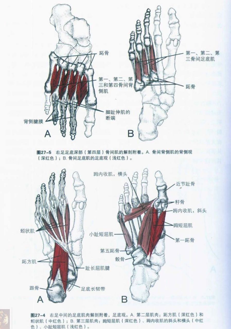 跖方肌,蚓状肌,拇短屈肌,拇收肌,小趾短屈肌,骨间肌 都是局部足的肌肉
