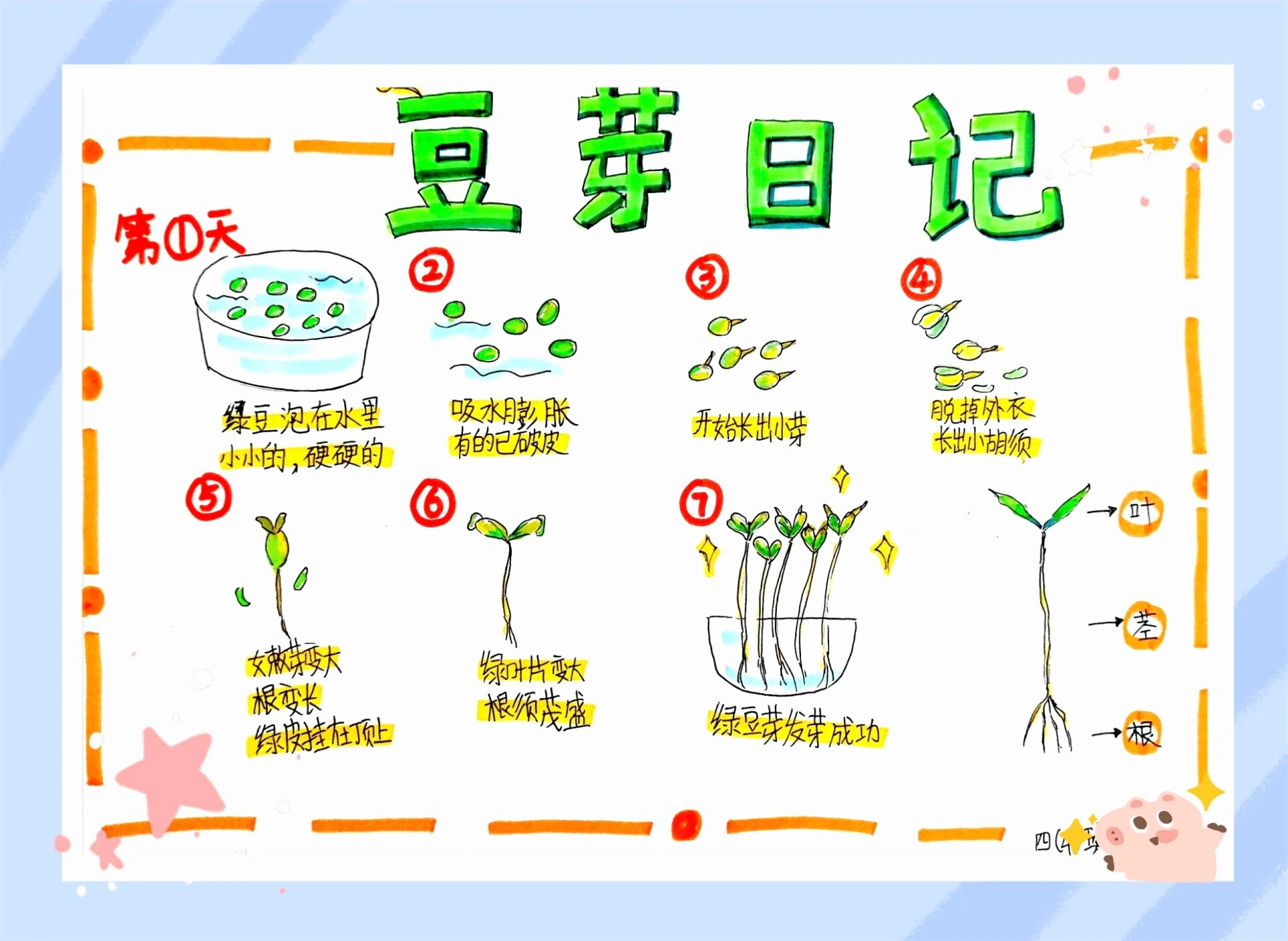 观察与发现手抄报内容图片