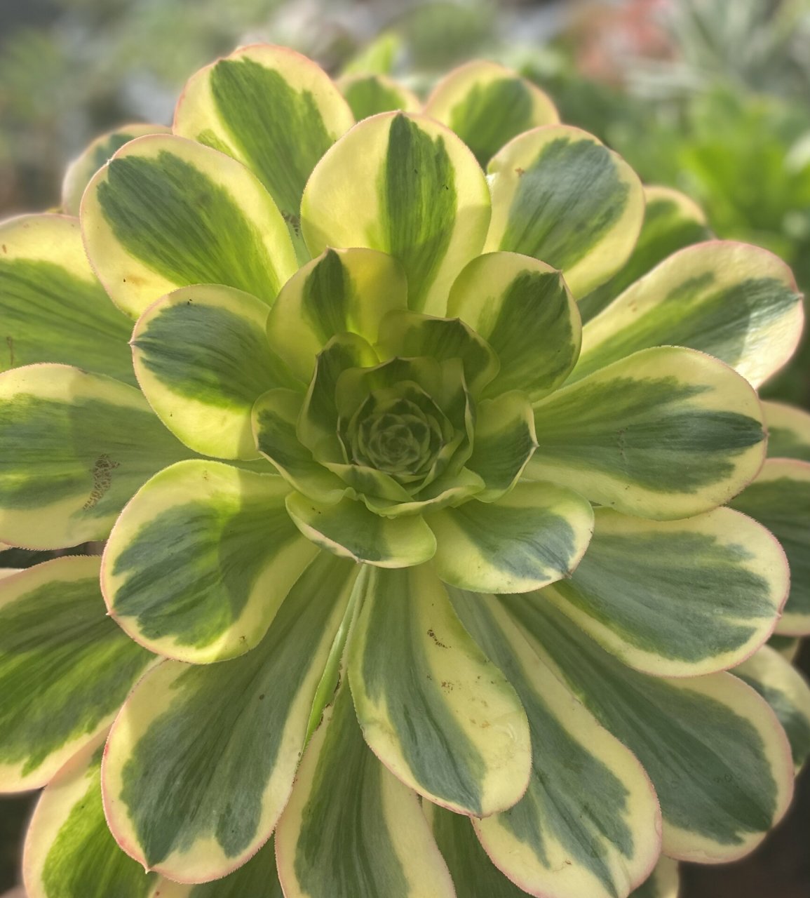 在湾区近期几场丰沛雨水的滋润下,娇艳美丽的法师艳姿锦迅速的成长,一