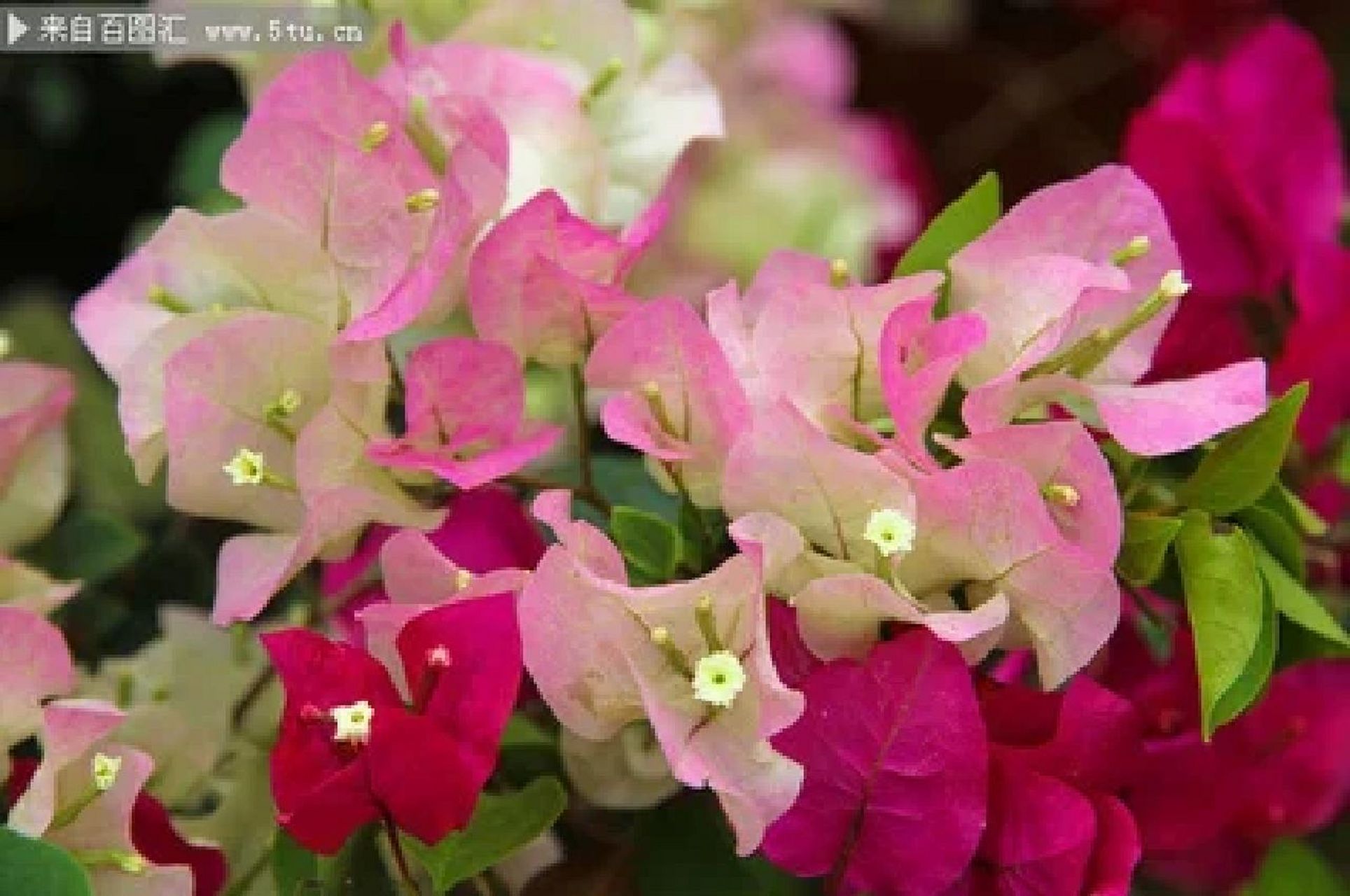 三角梅寓意 三角梅寓意 三角梅的花语是悲伤,热情奔放和坚韧不拔,寓意