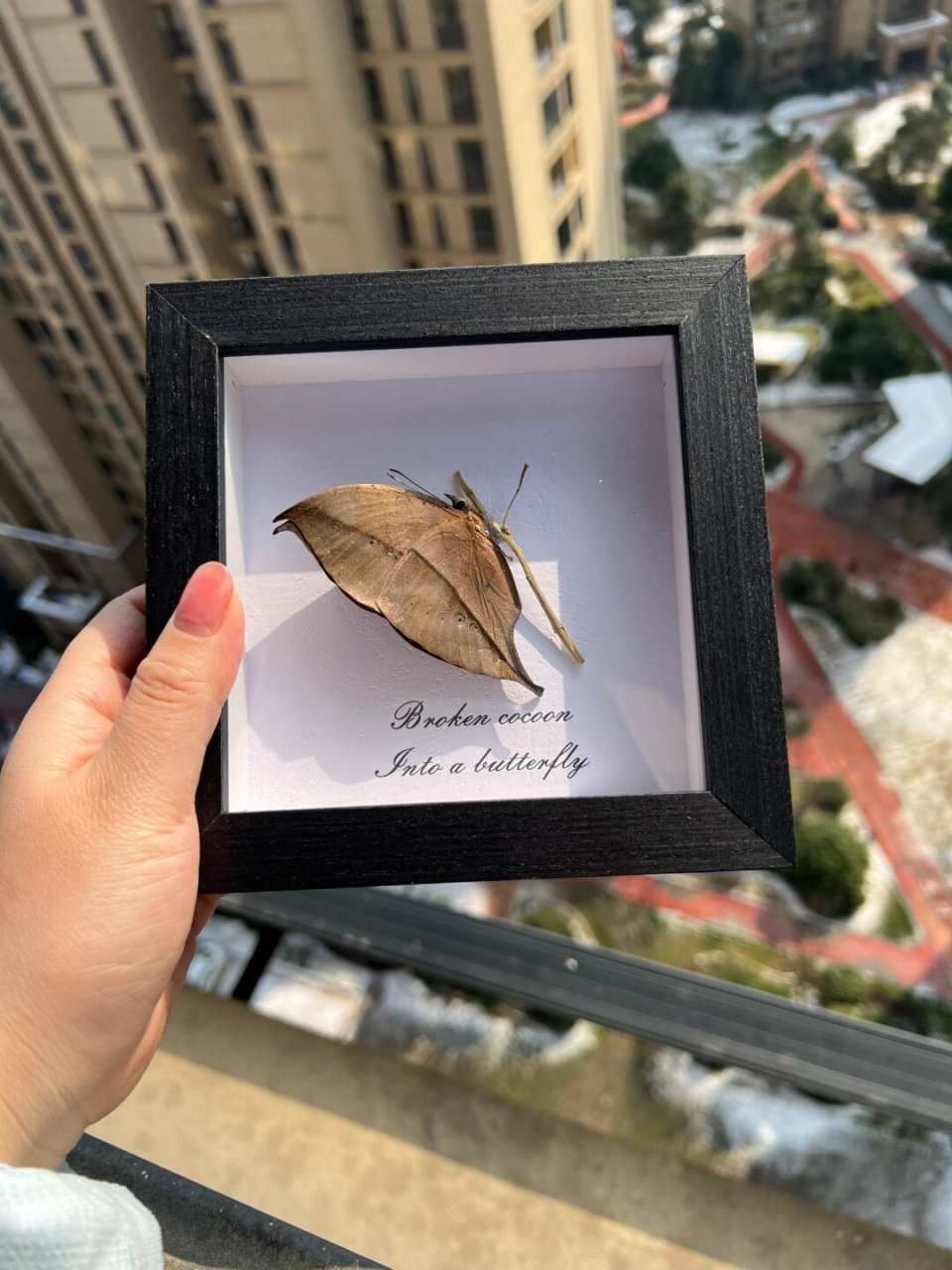 枯叶蝶学名枯叶蛱蝶 ,属鳞翅目蛱蝶科,是世界著名拟态的种类,自然伪装