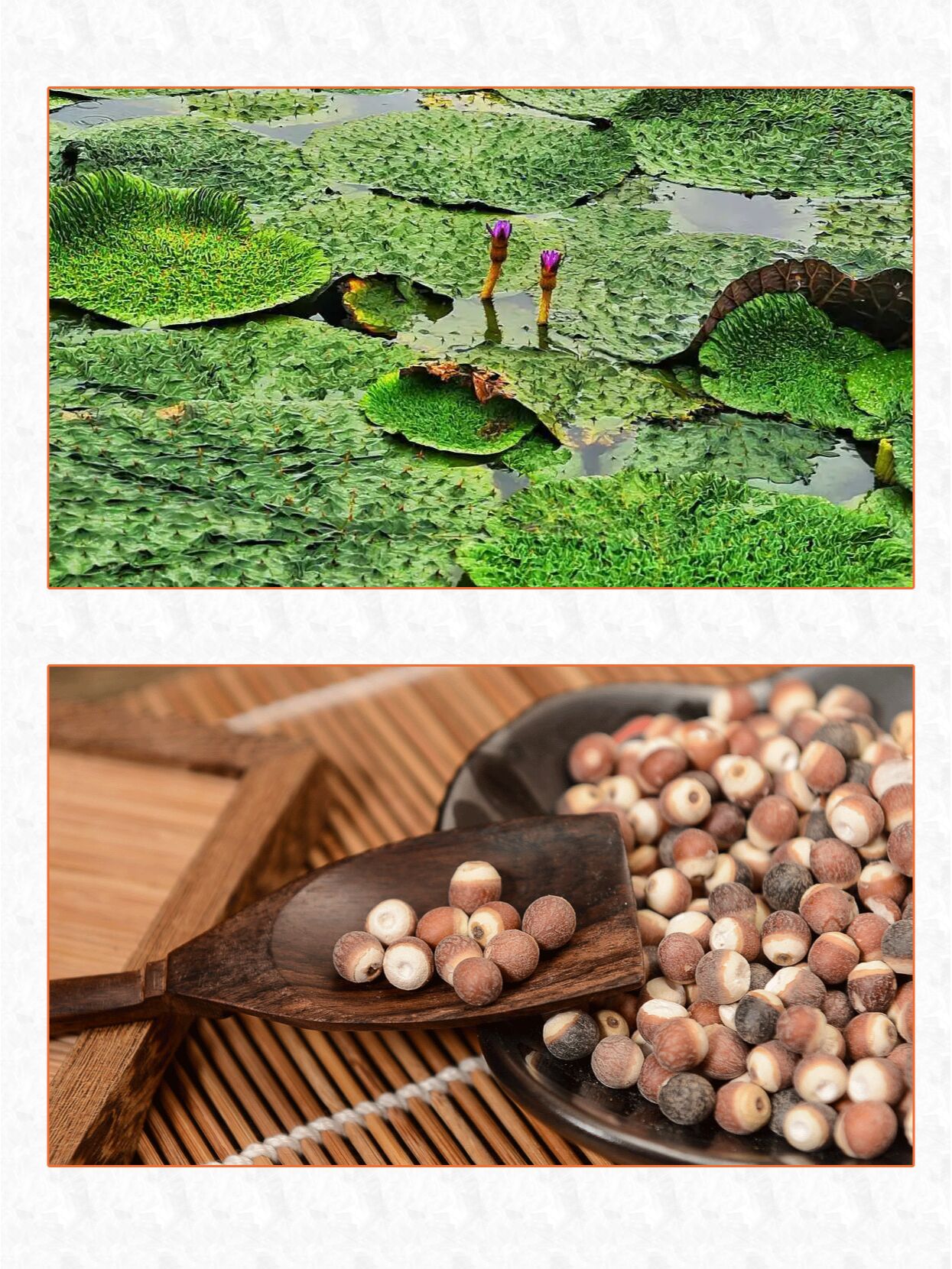 每天认识一味药~芡实 93别名:鸡头米,鸡头,卵菱,鸡瘫,鸡头实,雁喙实