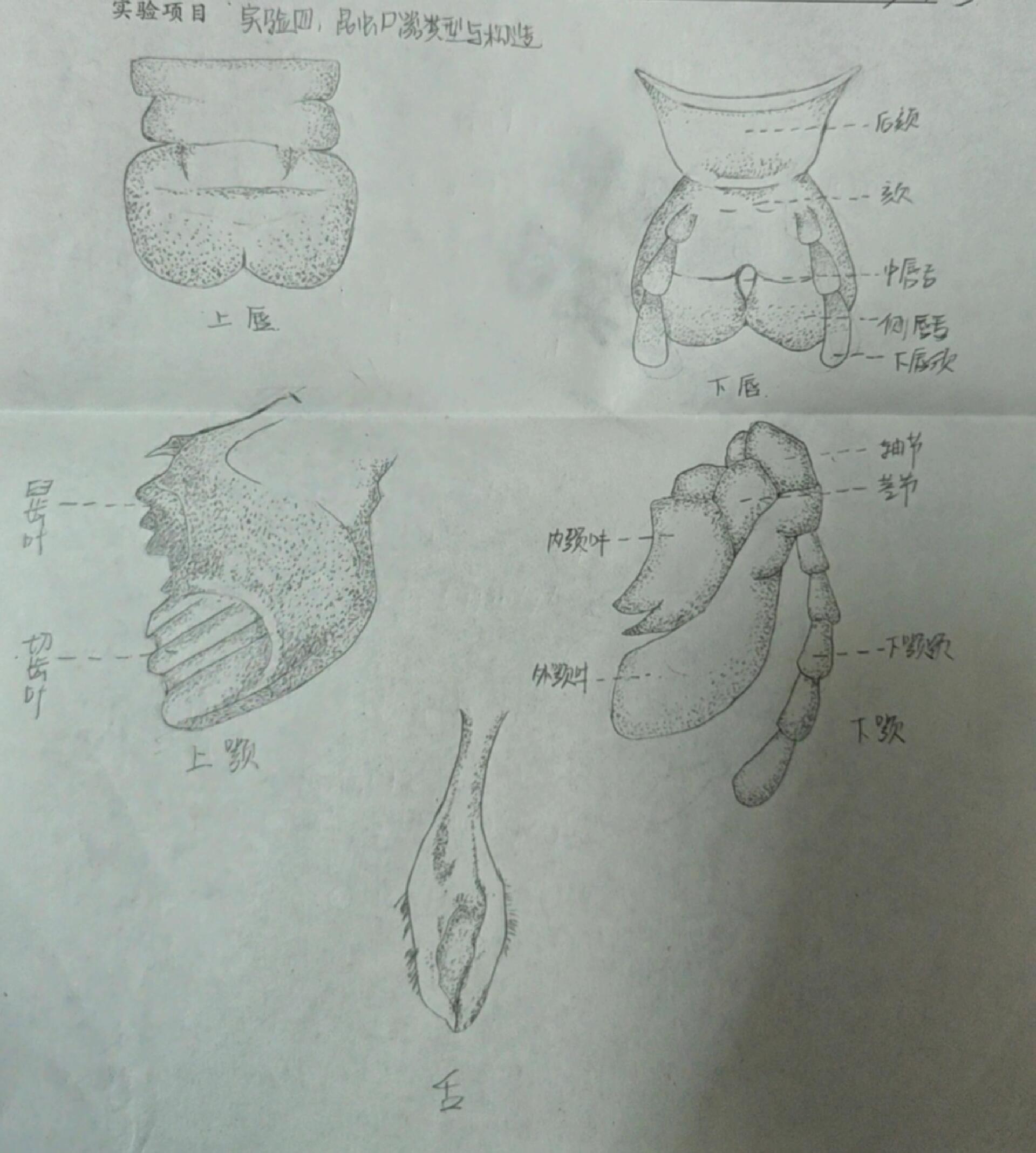 蝗虫口器结构示意图图片