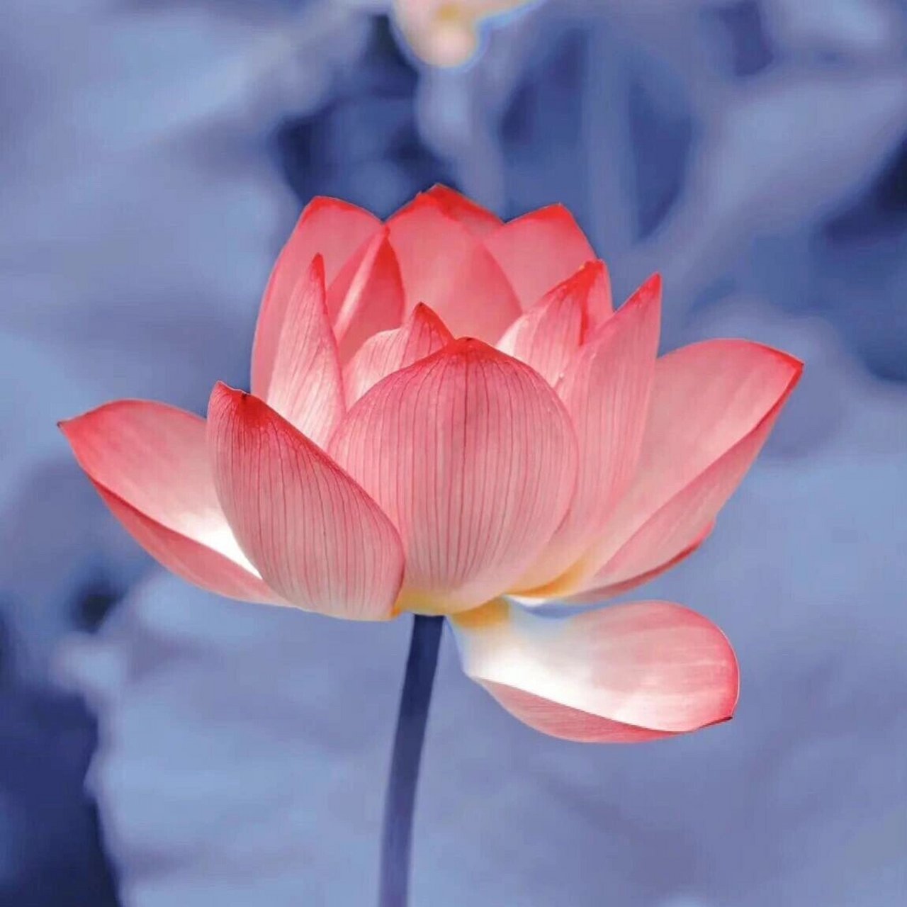 高质量荷花头像