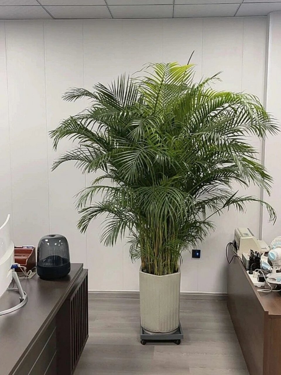 夏威夷椰子(学名:pritchardia gaudichaudii)(是棕榈科,金棕属植物.