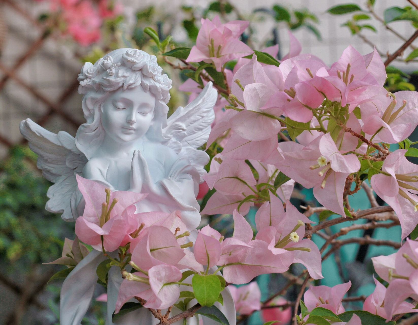 粉色系仙女三角梅-粉天使 粉天使的优点:花大,颜色仙,不掉花(风吹雨打