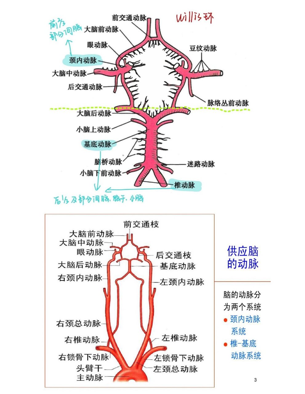 脑血管图走向及名称图片