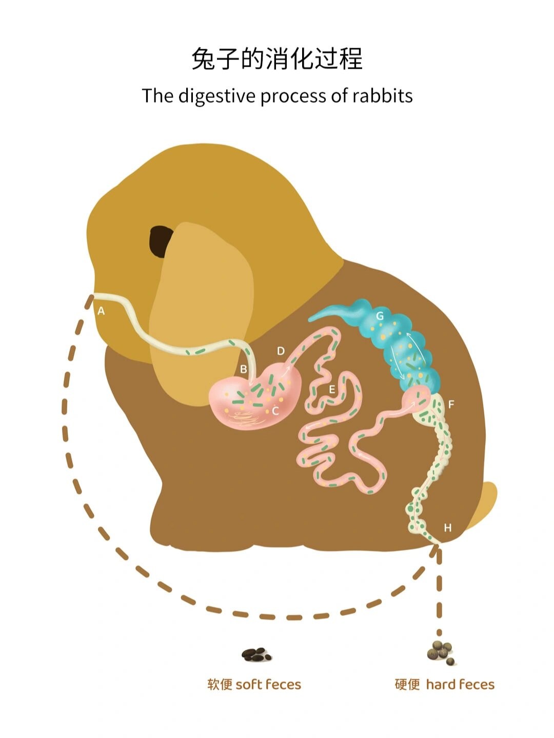 一张图说清楚兔子的消化过程