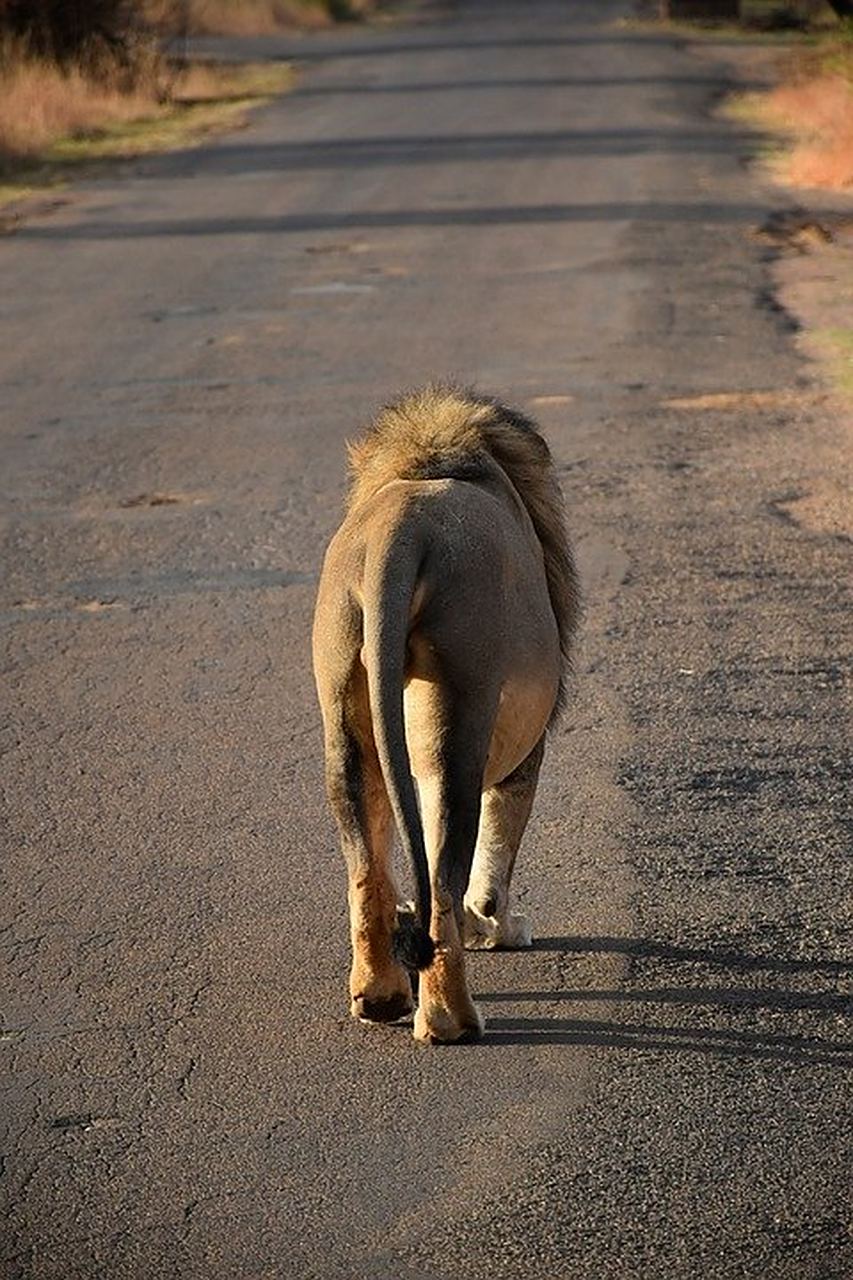 狮子的背影.#动物趣图