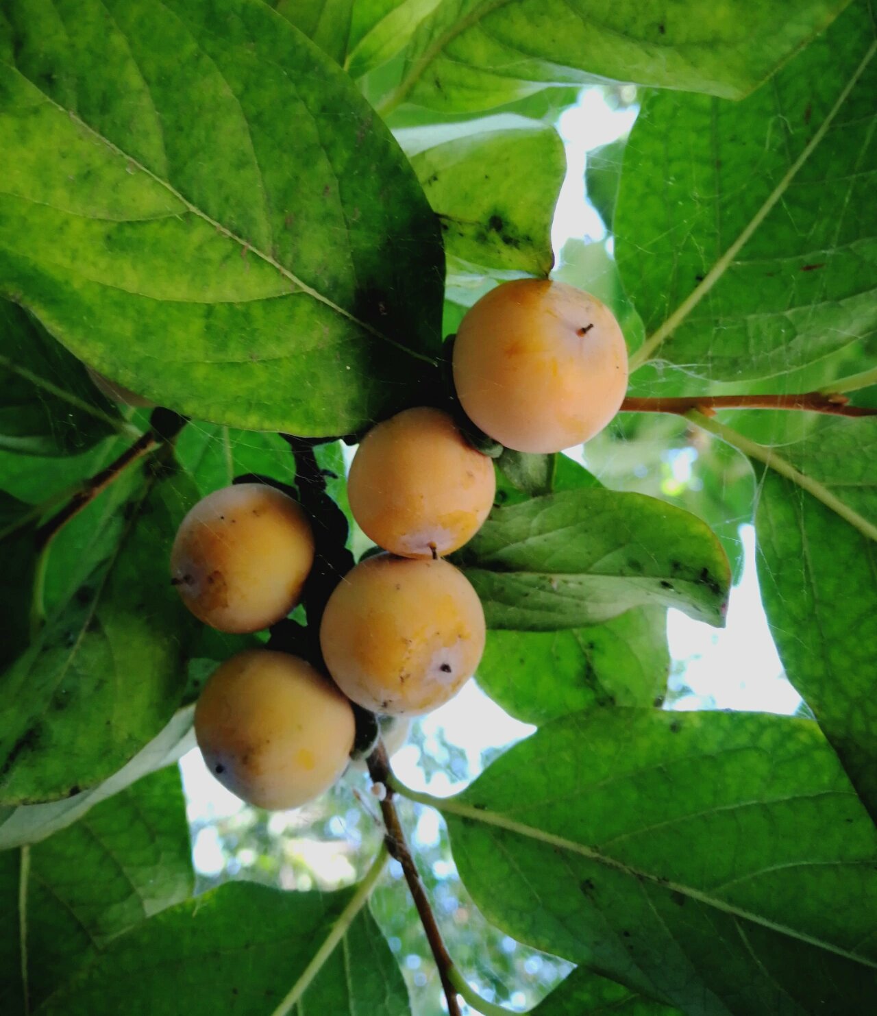路边识花🌸君迁子(黑枣)