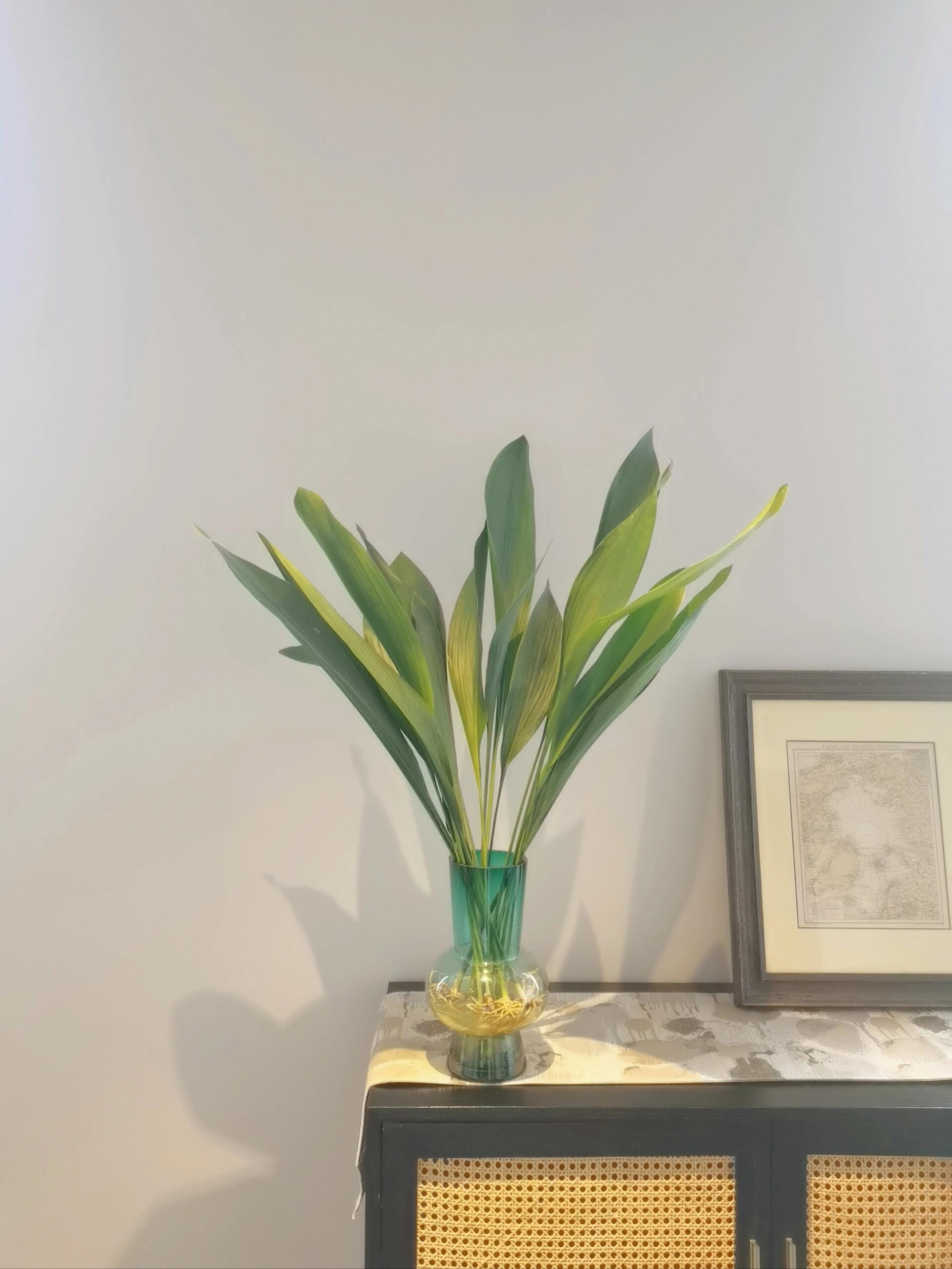 花中君子般的存在 一叶兰